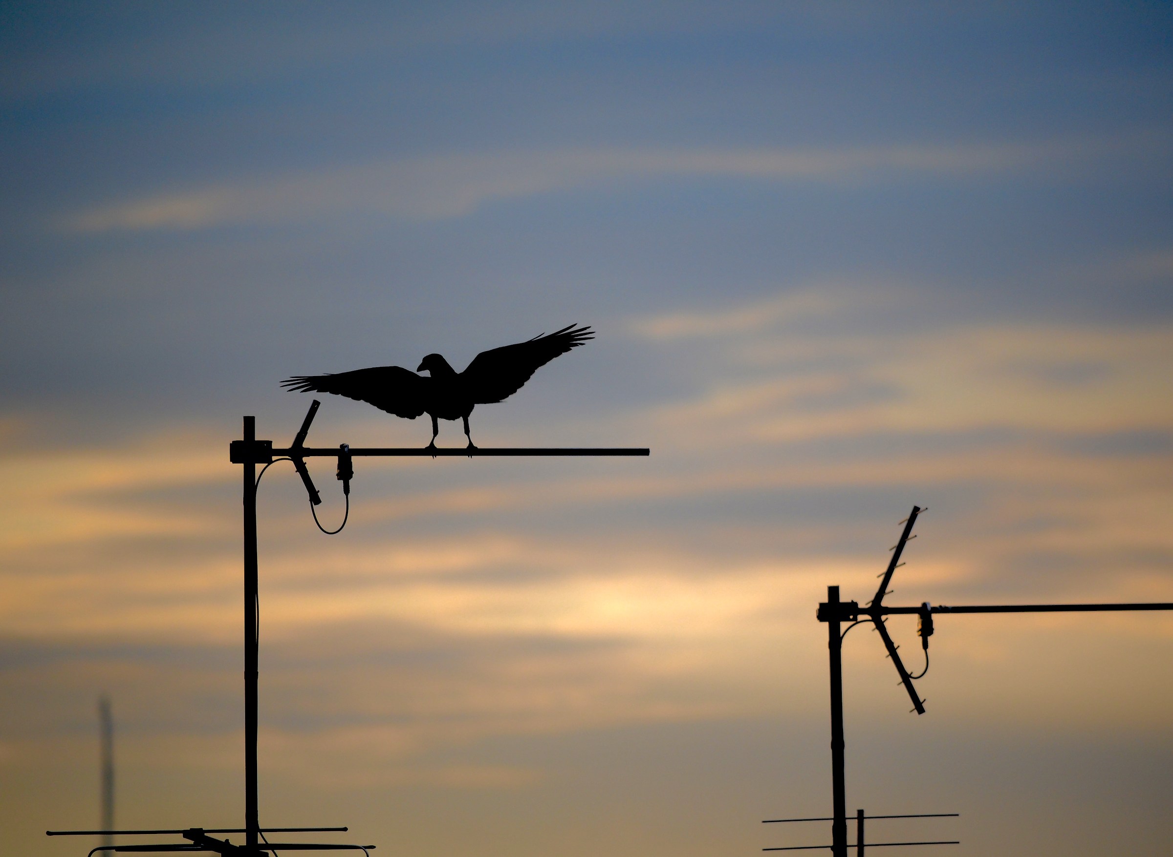Cornacchia al tramonto