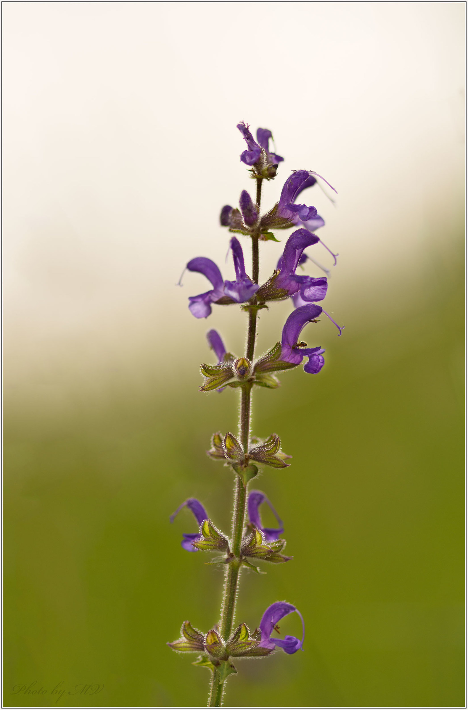 Salvia selvatica
