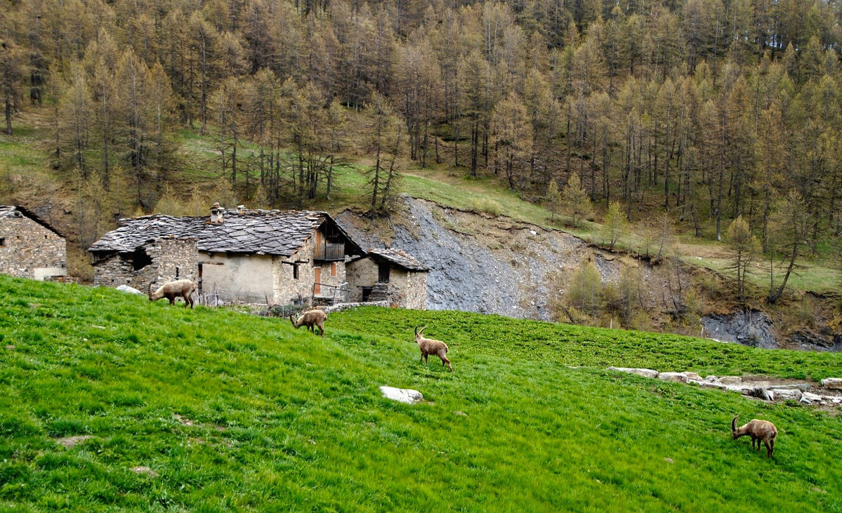 Pastures in high altitude