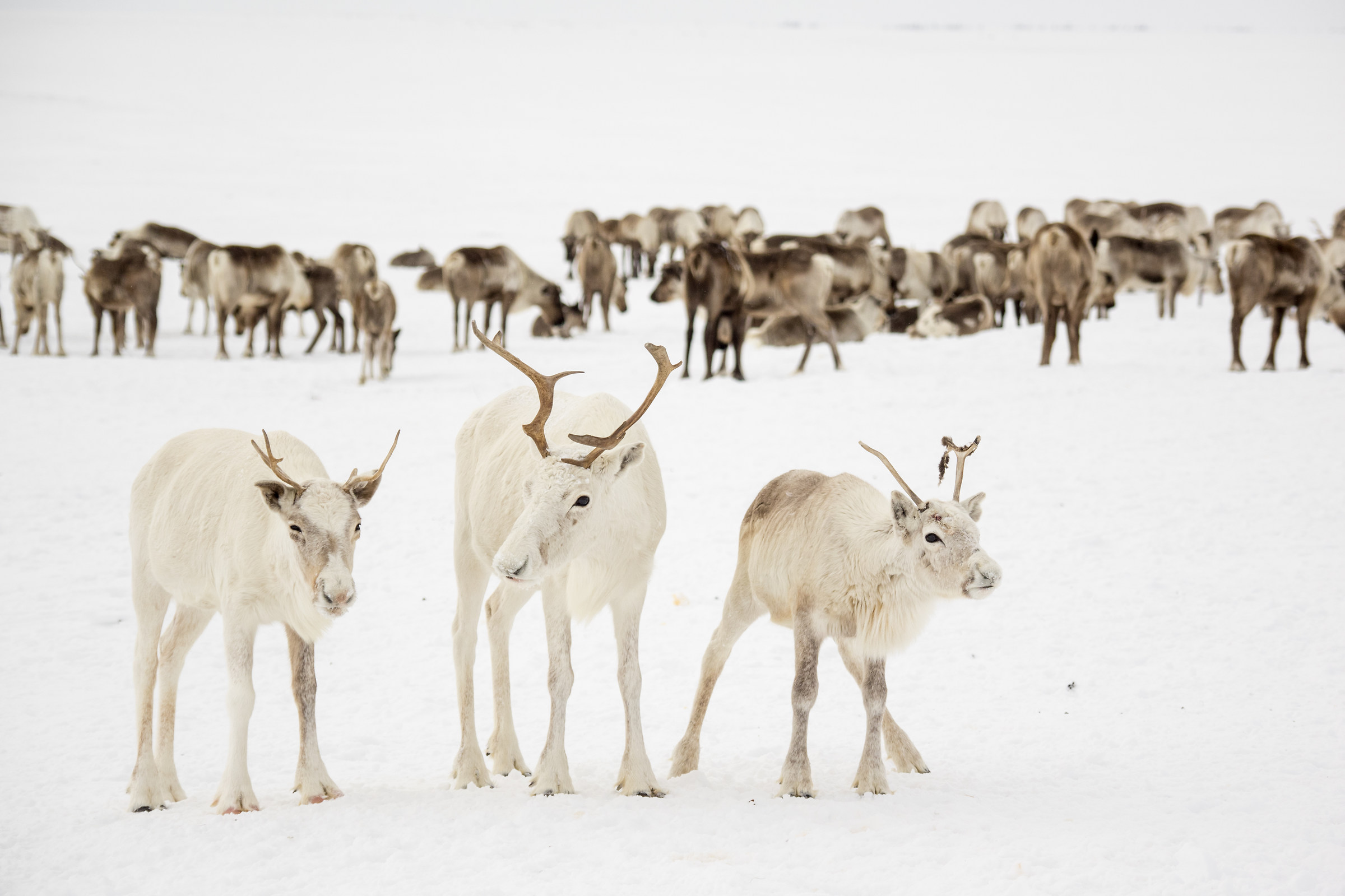 Territorio Nenets, Yamal (Siberia)