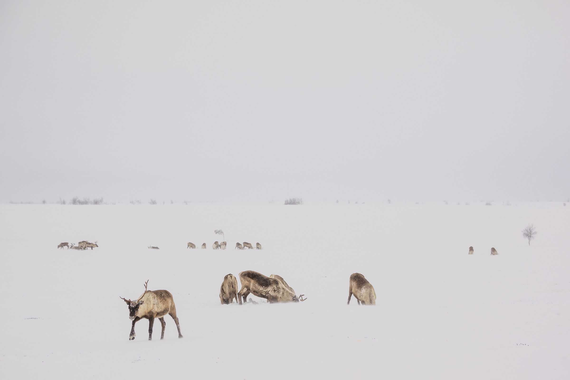 Territorio Nenets, Yamal (Siberia)