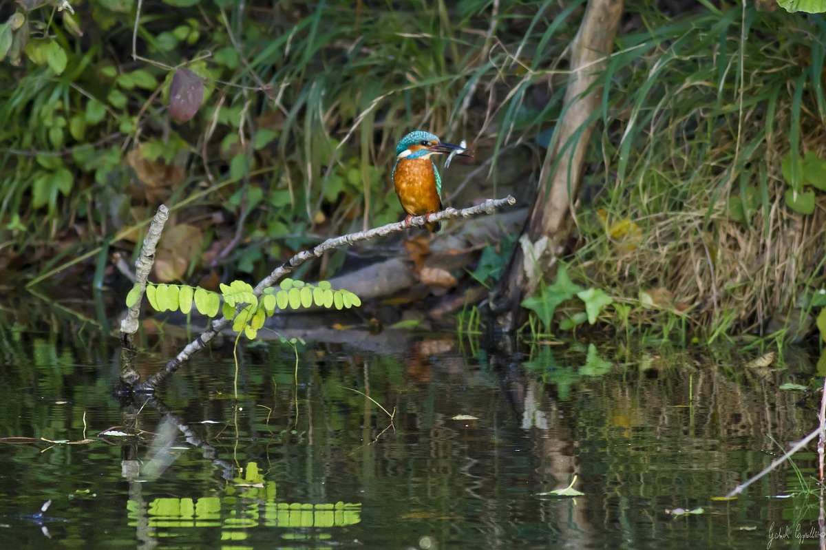 Martin pescatore (Alcedo atthis)