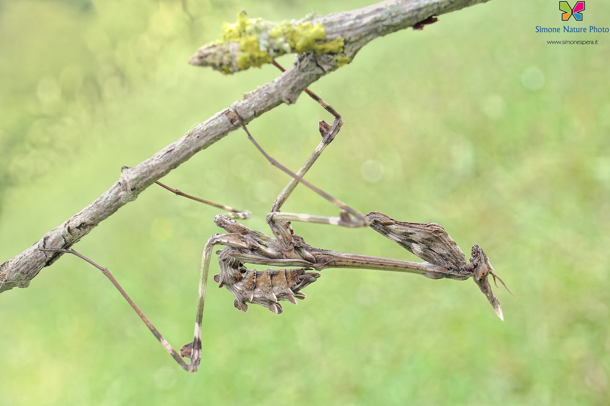 Ninfetta di empusa....28 mm....