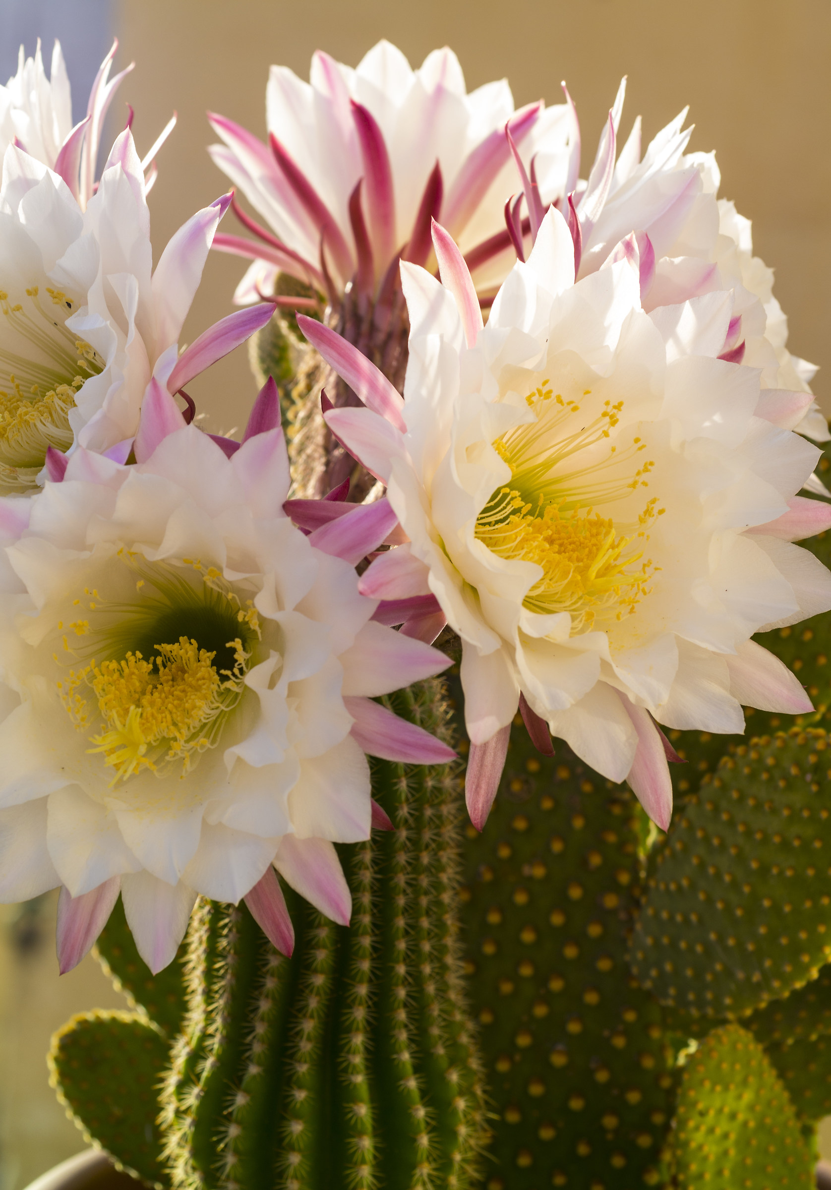 Newly blossomed cactus Flowers 2