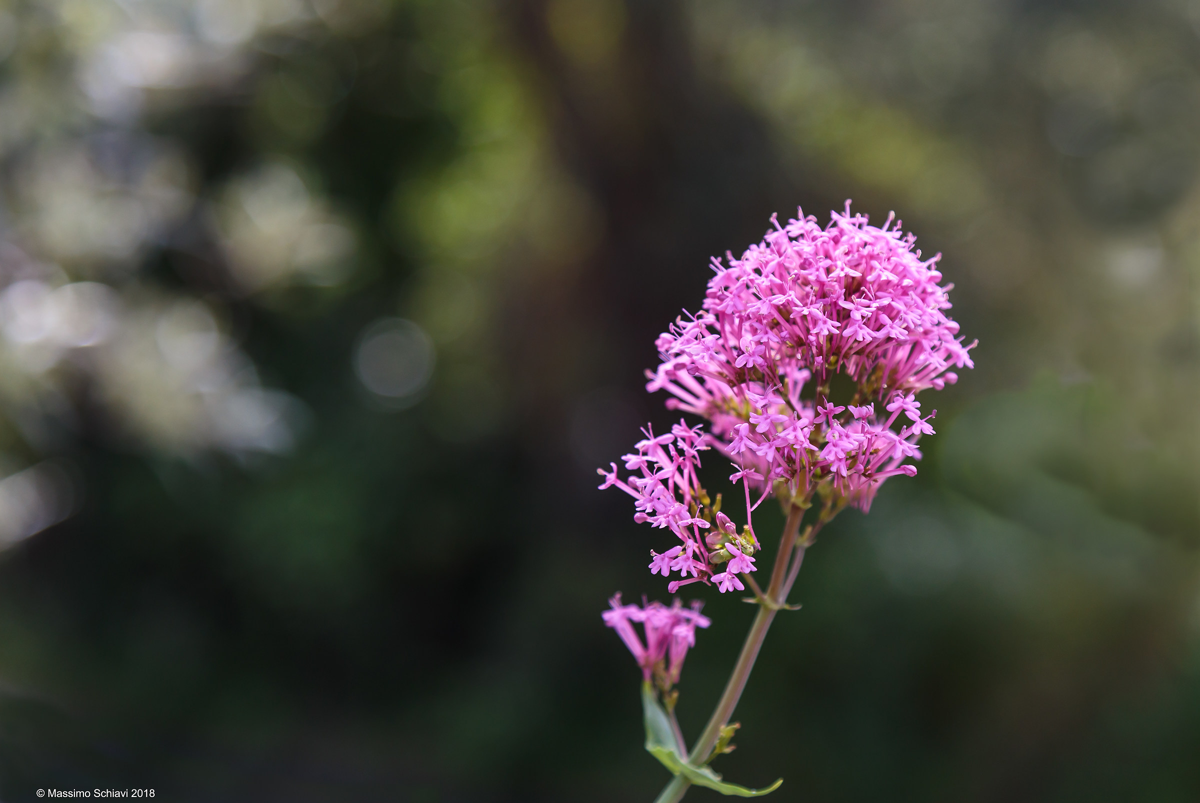 Centranthus ruber L. - Valeriana rossa