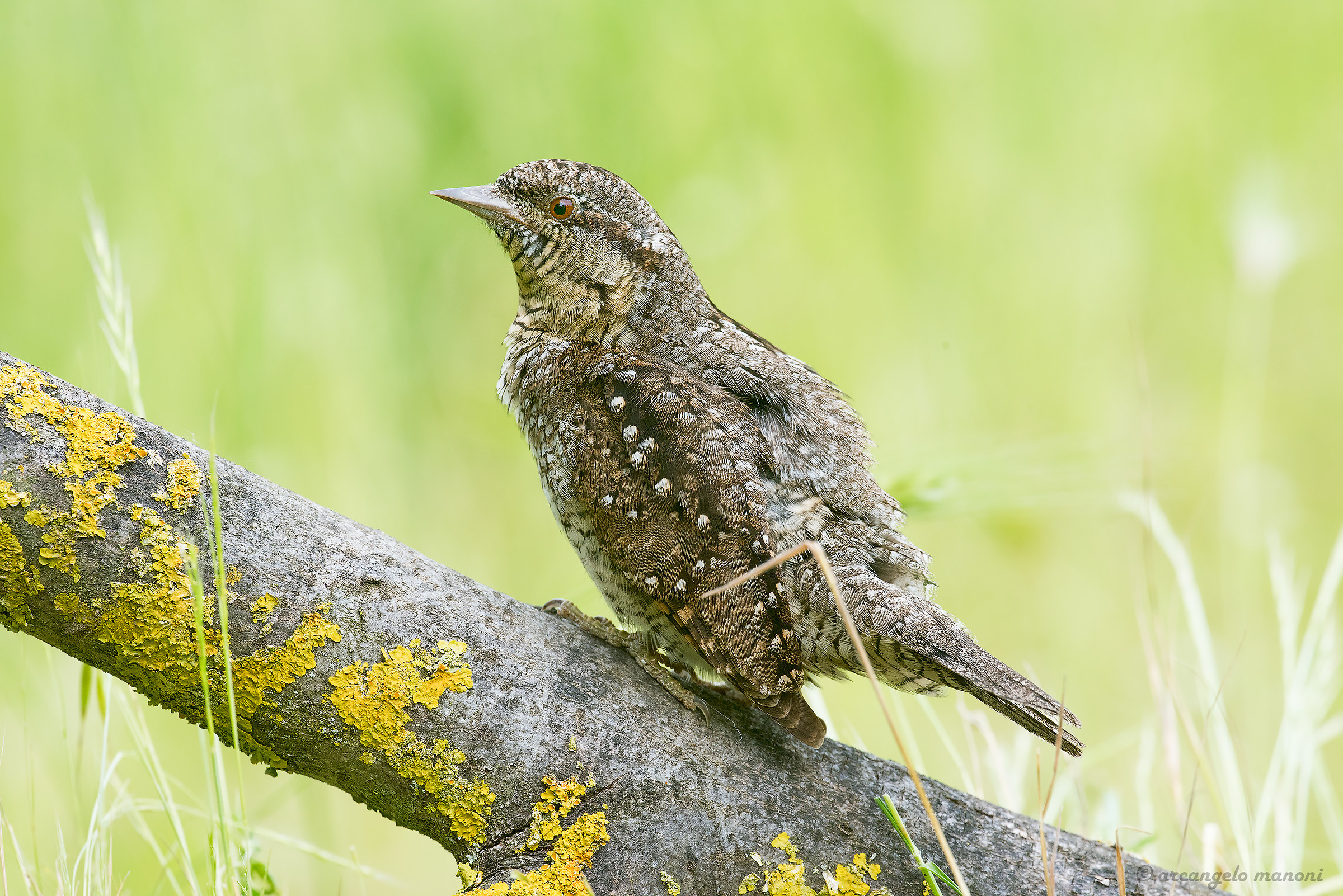 Torcicollo su tronco caduto a terra
