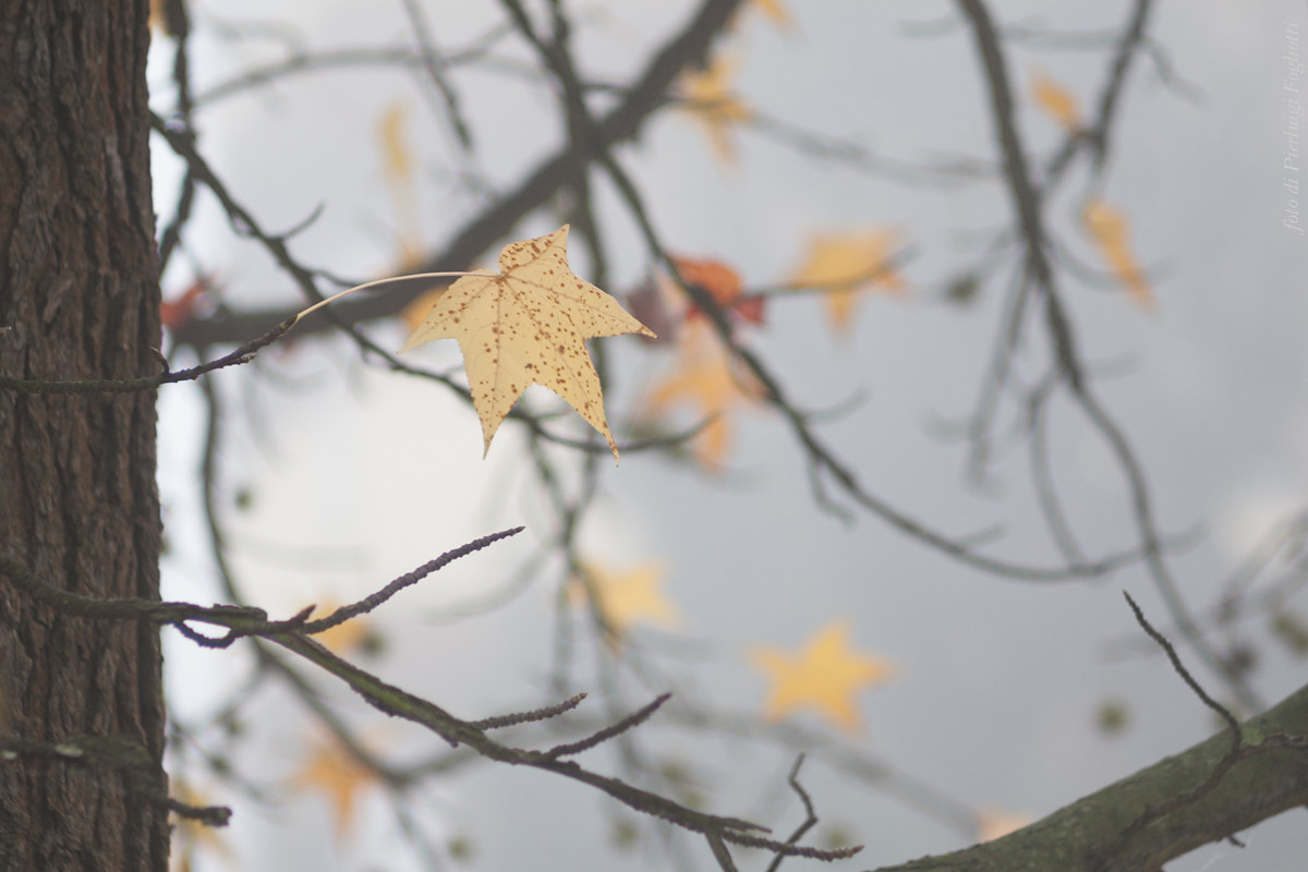 Leaves in the fog