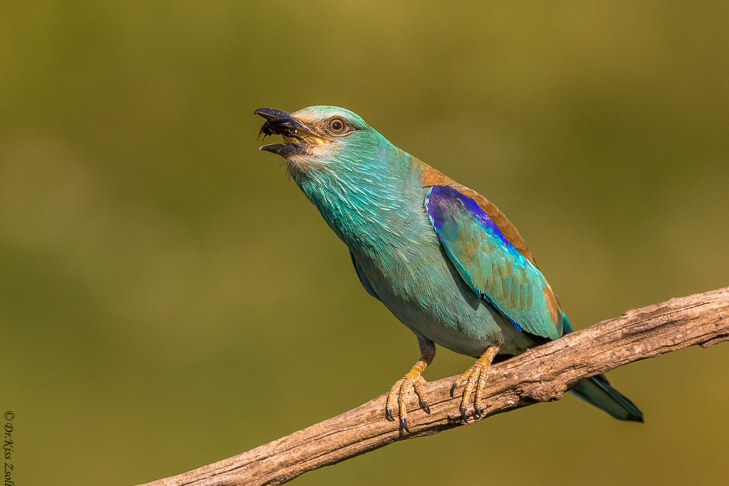 Ingoiare un coleottero scarabeo