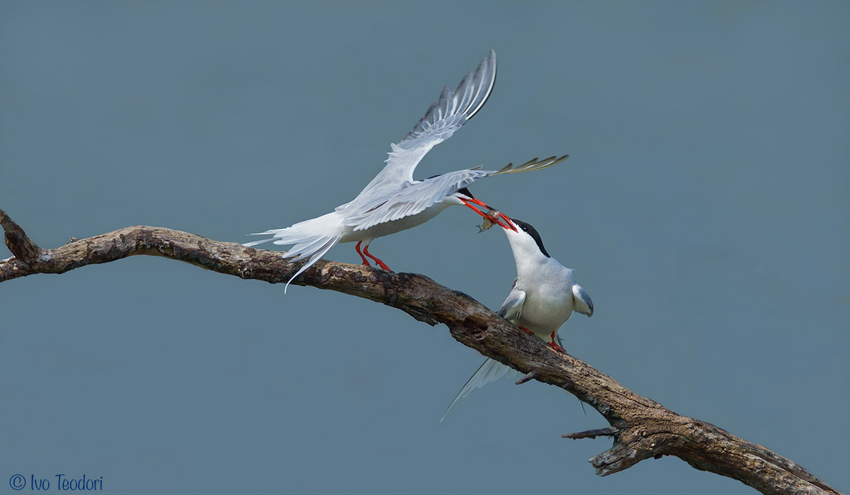 Sterne: Ritual of courtship.