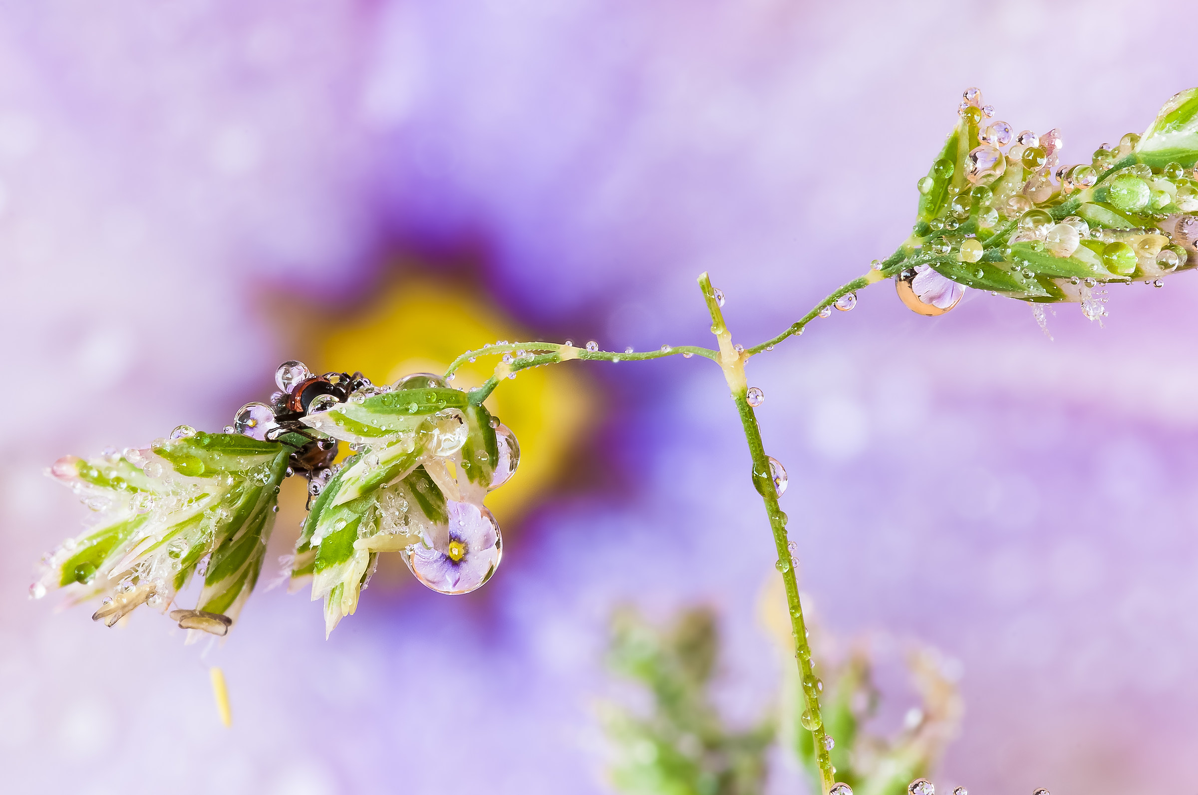 Drops & Flowers Macro fotografia by Mario Jr Nicorelli