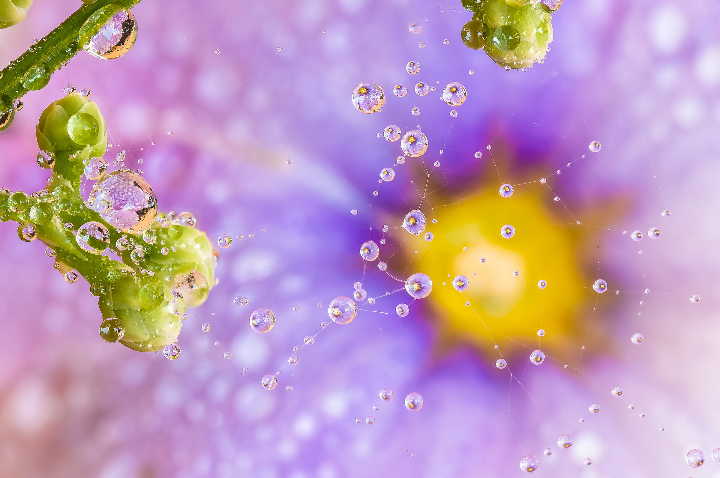 Drops & Flowers Macro fotografia by Mario Jr Nicorelli
