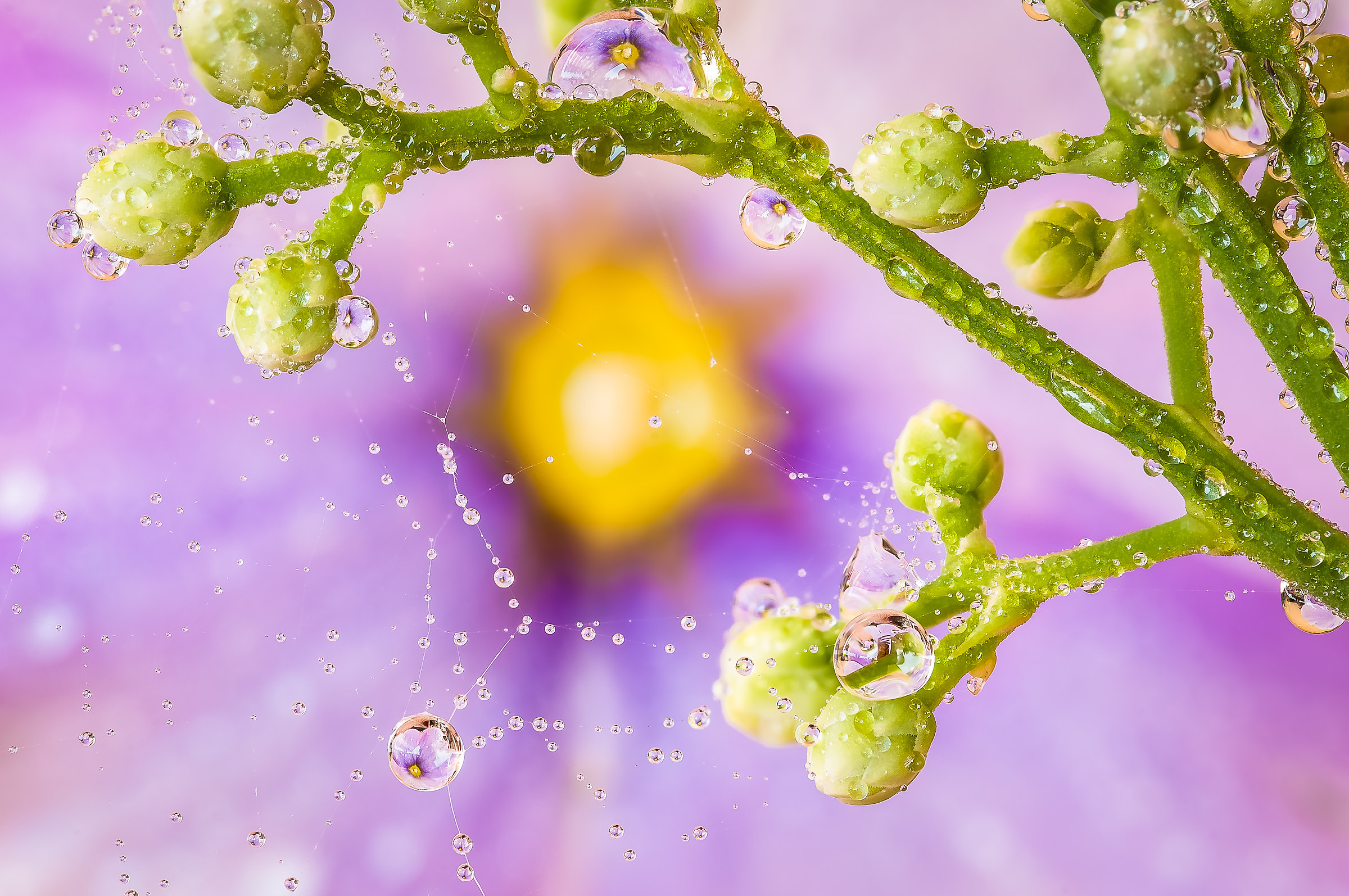 Drops & Flowers Macro fotografia by Mario Jr Nicorelli