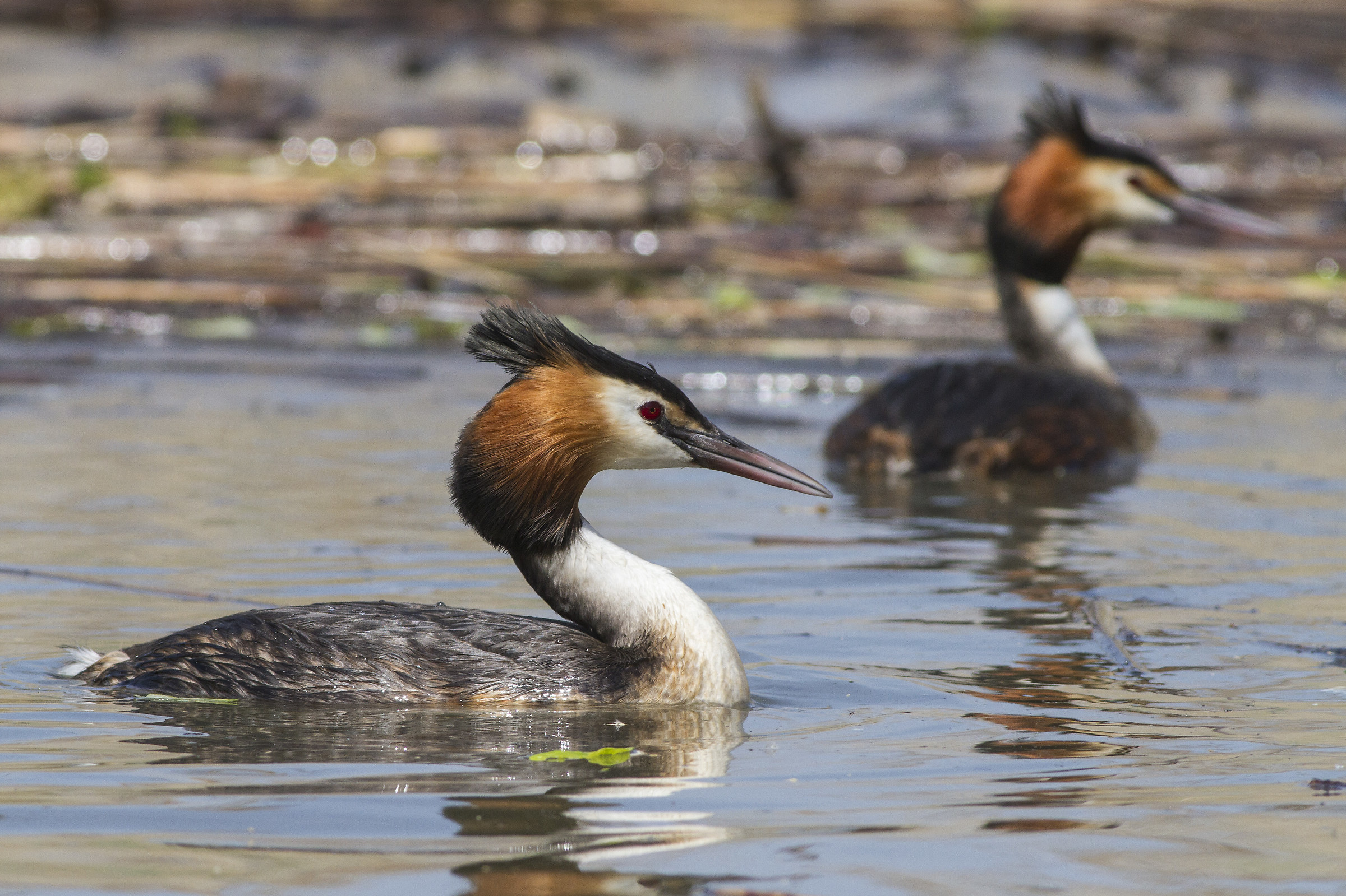 a... Svasso per il lago