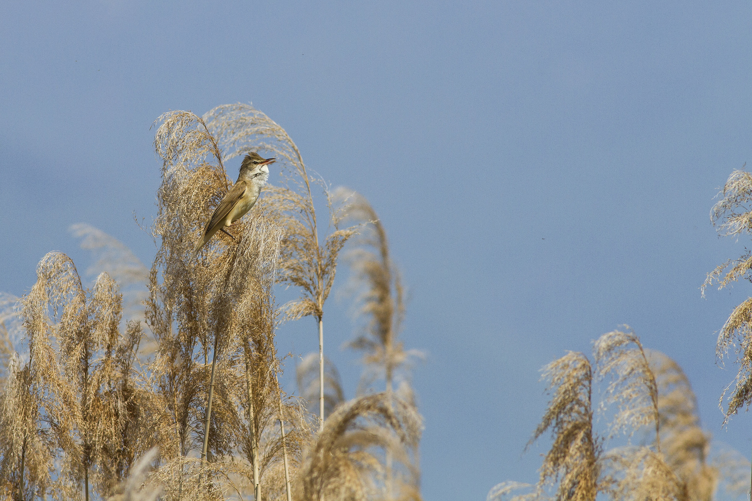 singing in the reeds