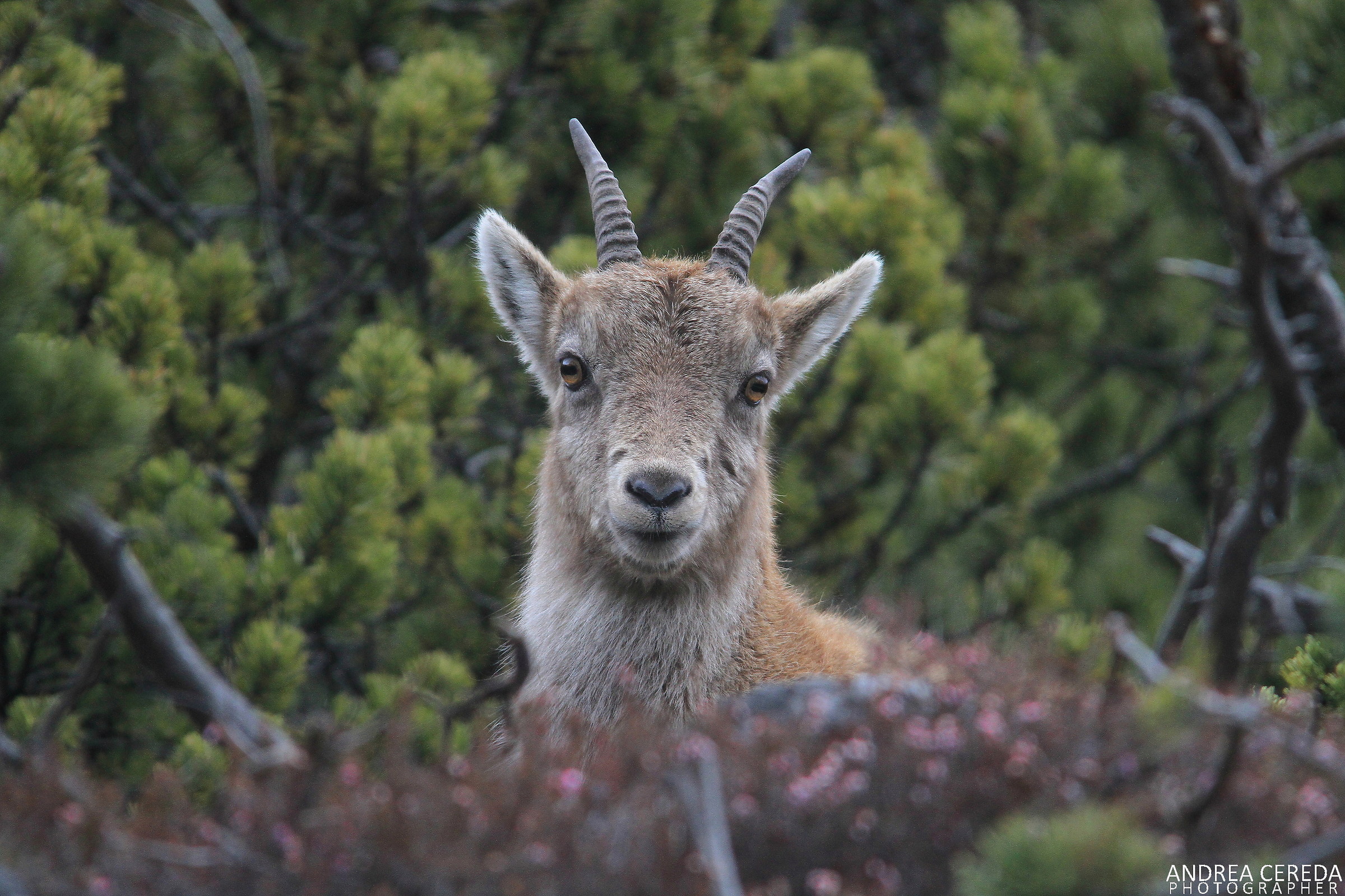 Capra ibex - Stambecco delle Alpi giovane