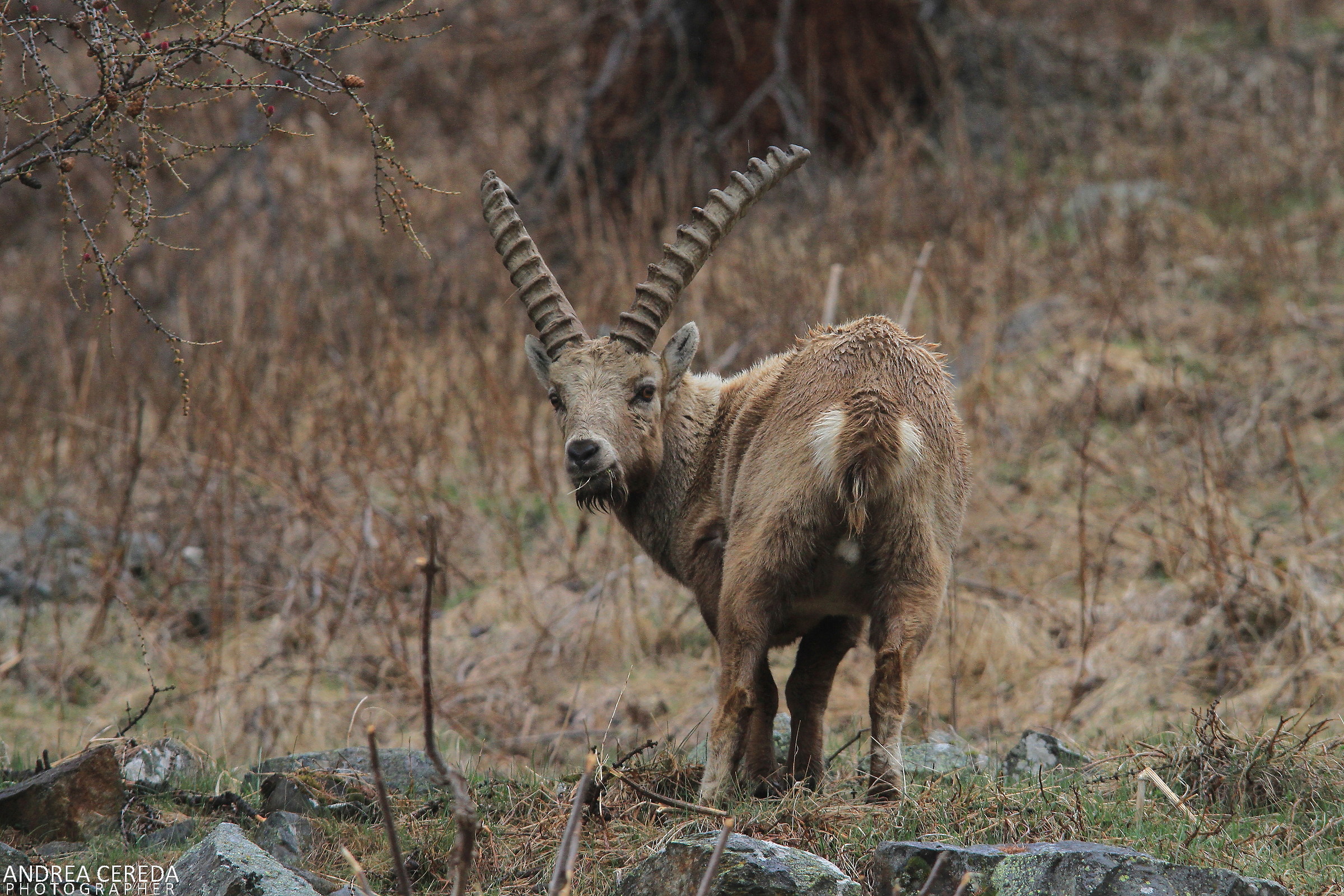Capra ibex - Stambecco delle Alpi maschio