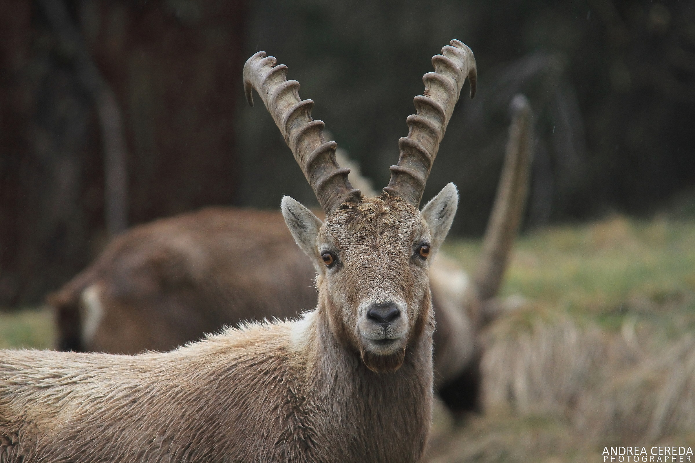 Capra ibex - Stambecco delle Alpi maschio