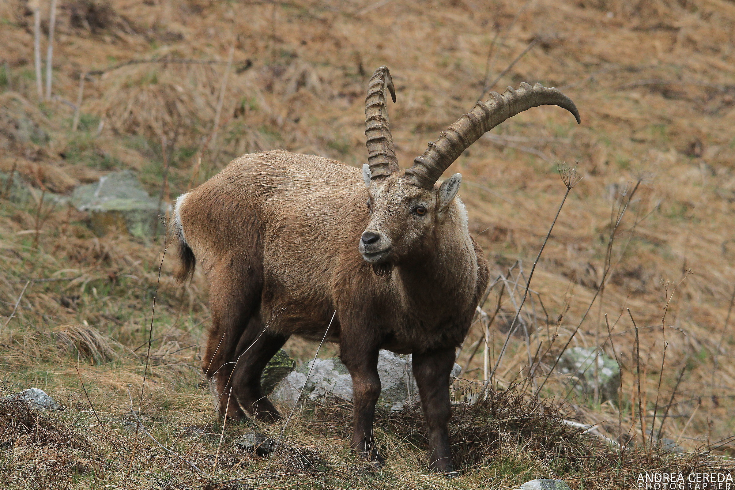 Capra ibex - Stambecco delle Alpi maschio