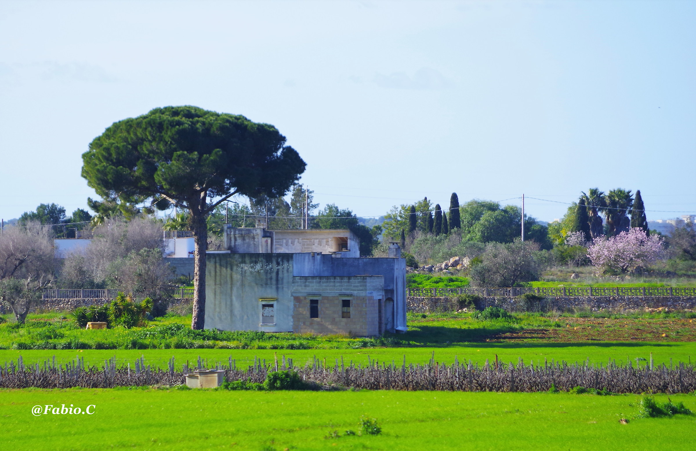 La Casa e il Pino