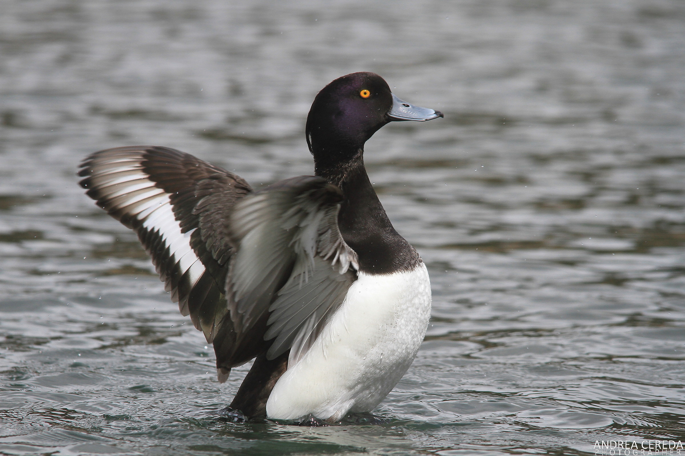 Aythya fuligula - Moretta maschio