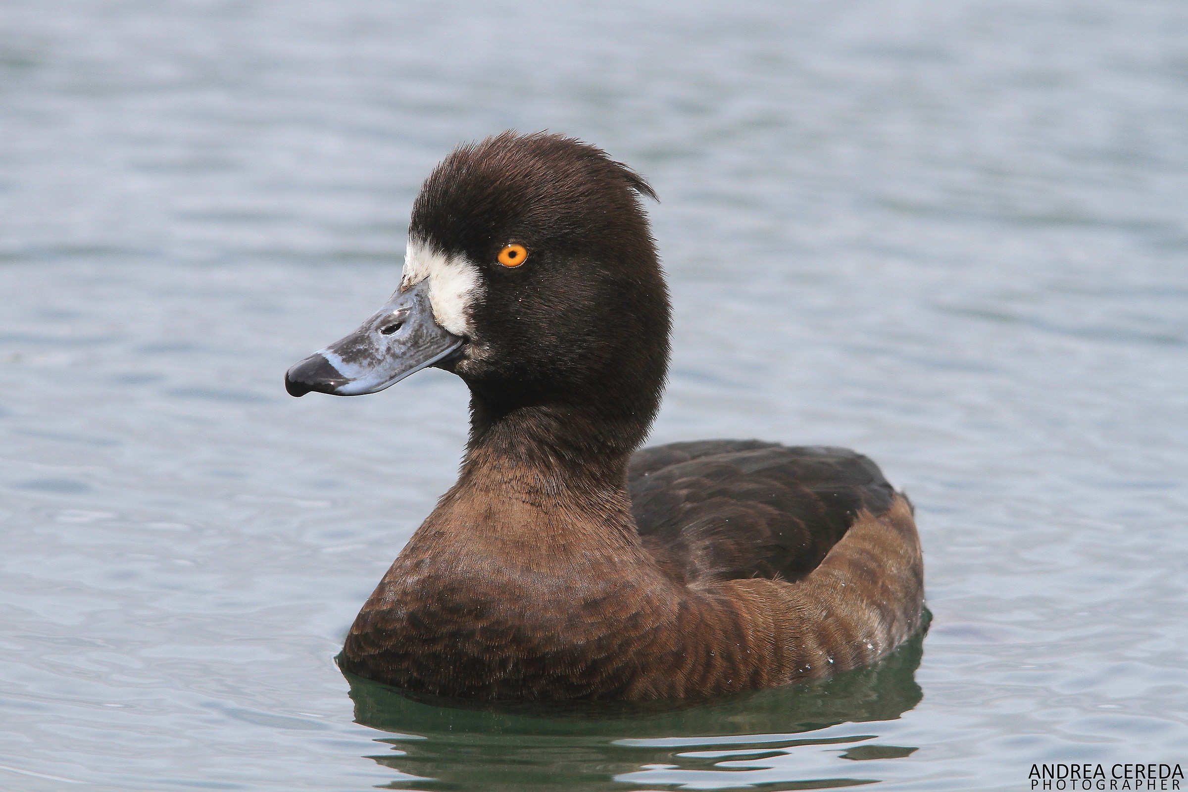 Aythya fuligula - Moretta femmina