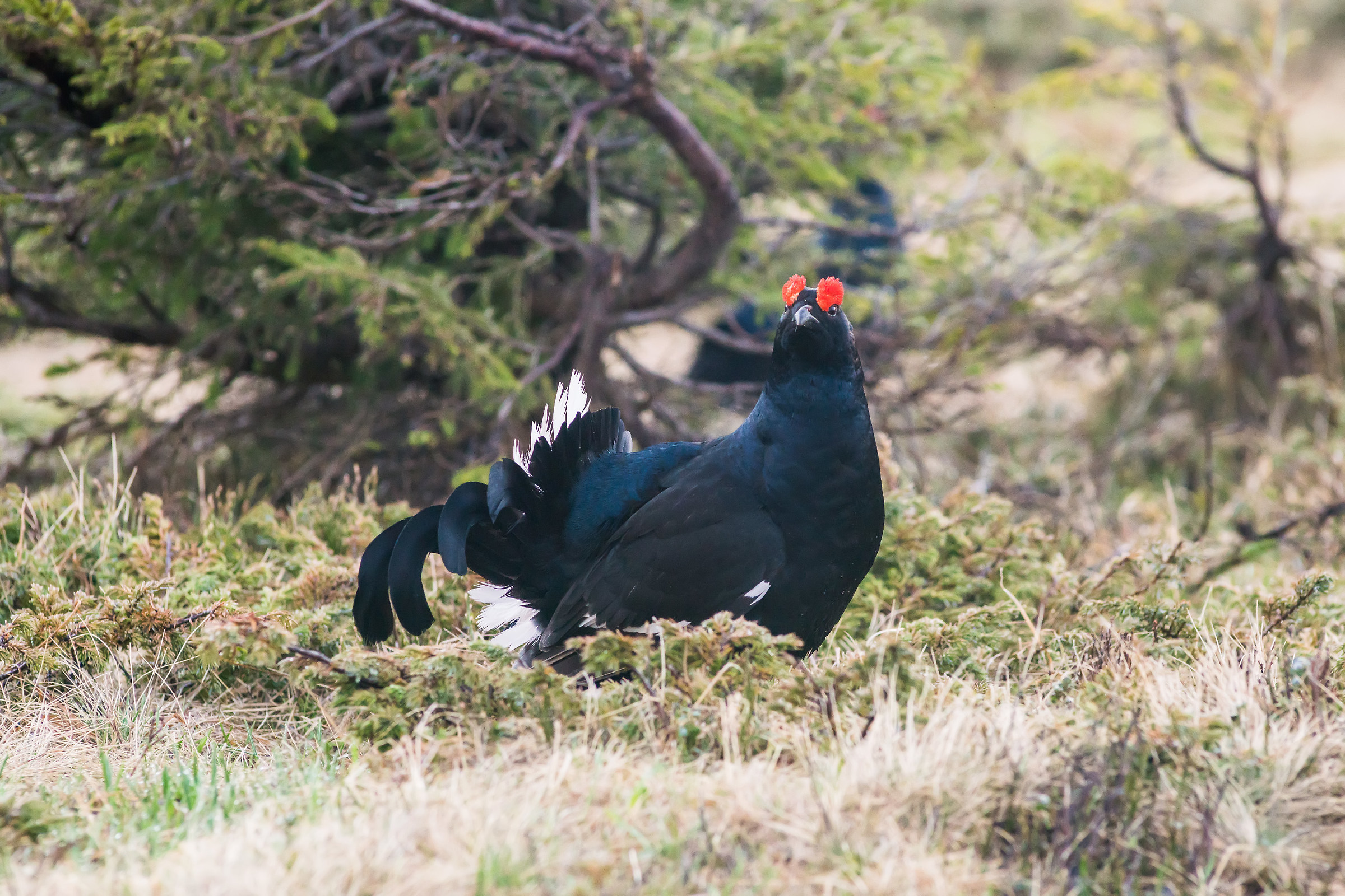 Gallo forcello maggio 2018