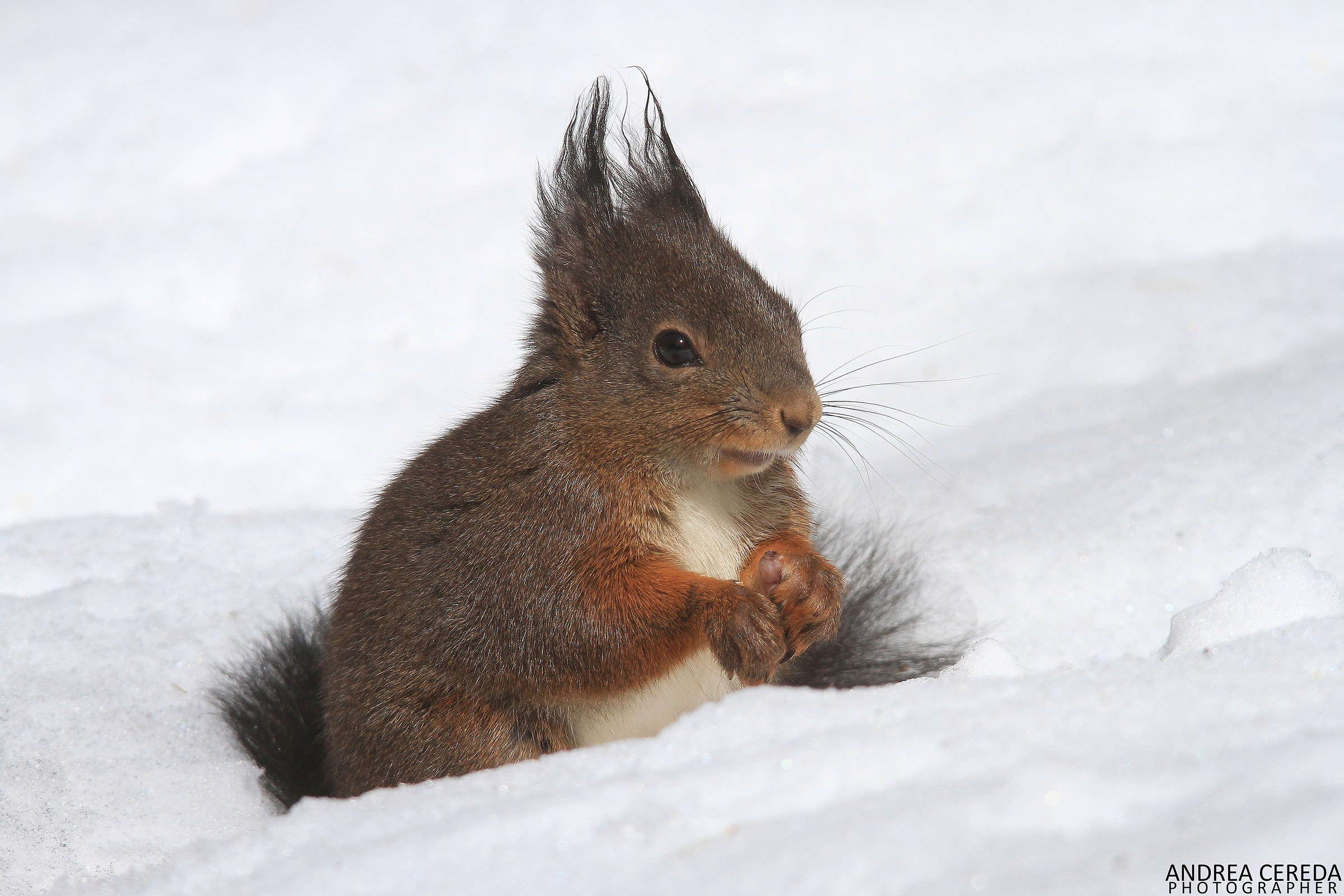 Sciurus vulgaris - Scoiattolo comune europeo