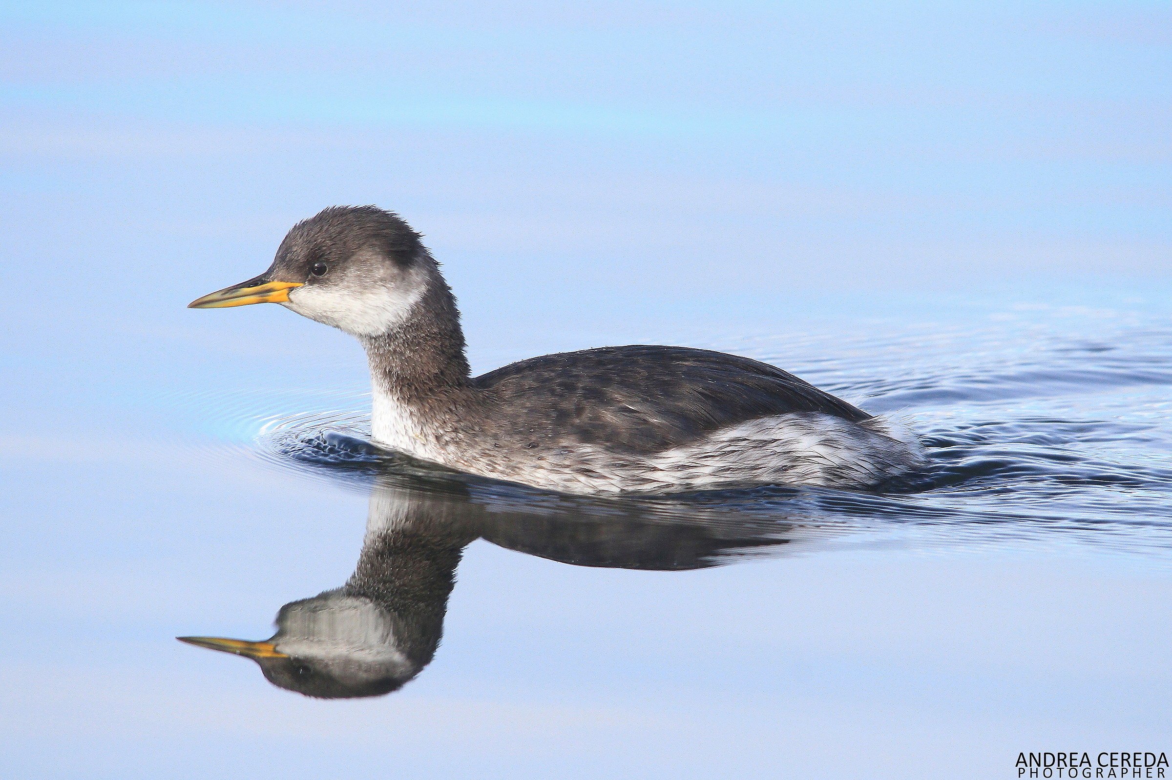 Podiceps grisegena - Svasso collorosso