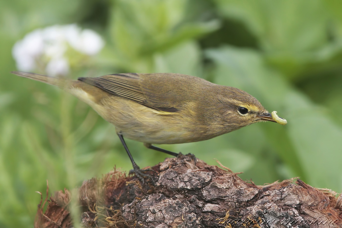 He 'small (Phylloscopus collybita)