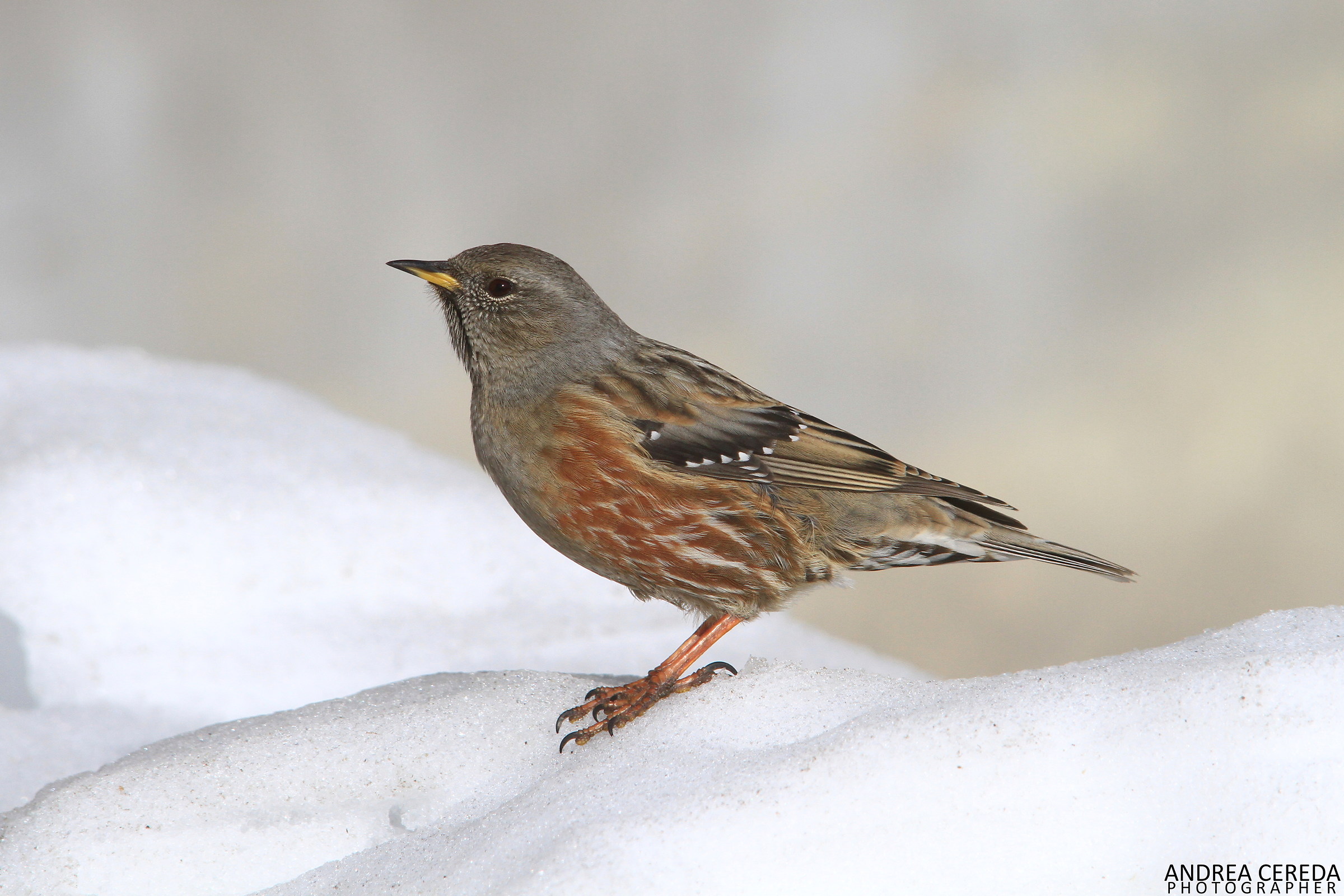 Prunella collaris - Sordone