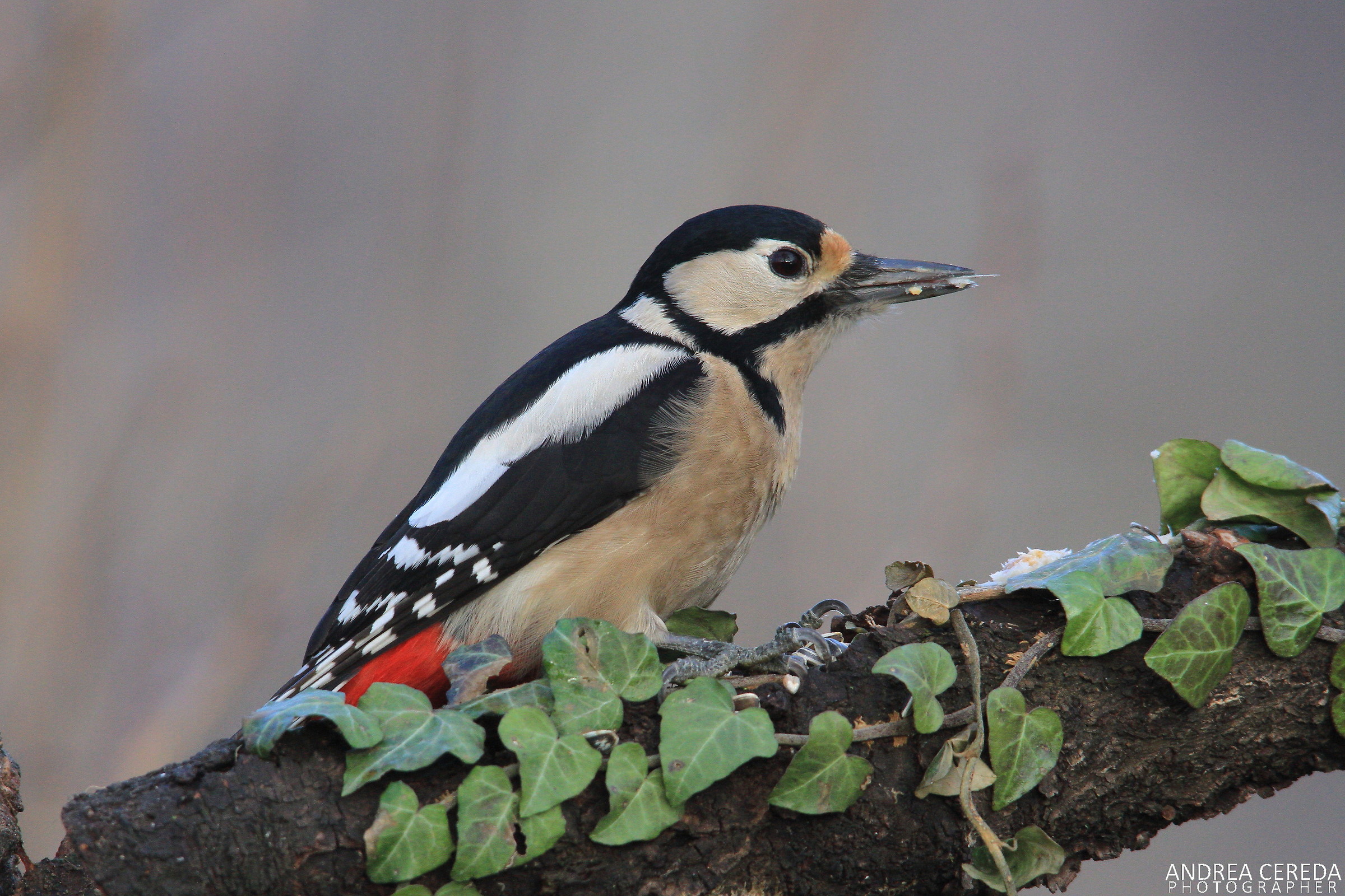 Dendrocopos major - Picchio rosso maggiore