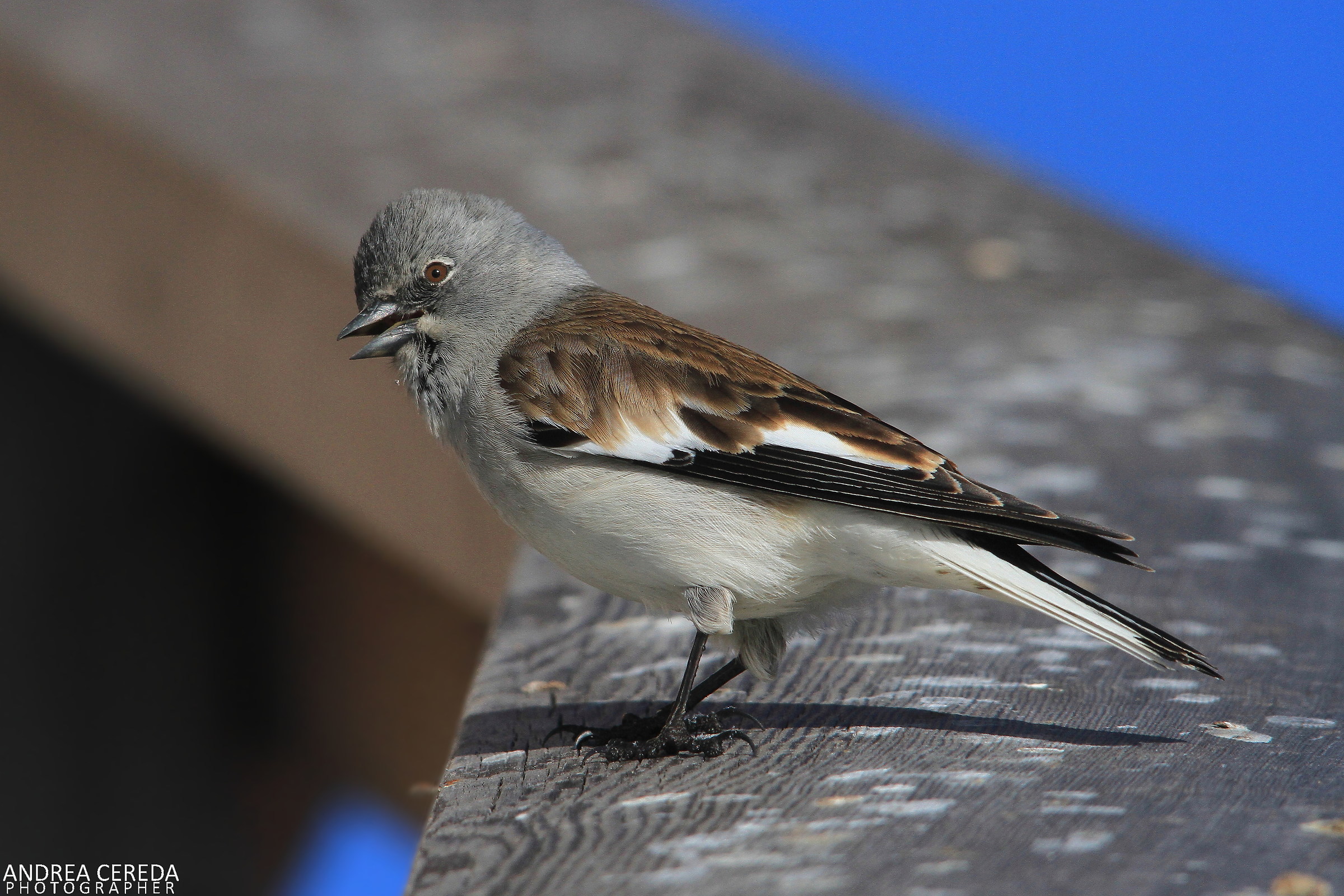 Montifringilla nivalis - Fringuello alpino