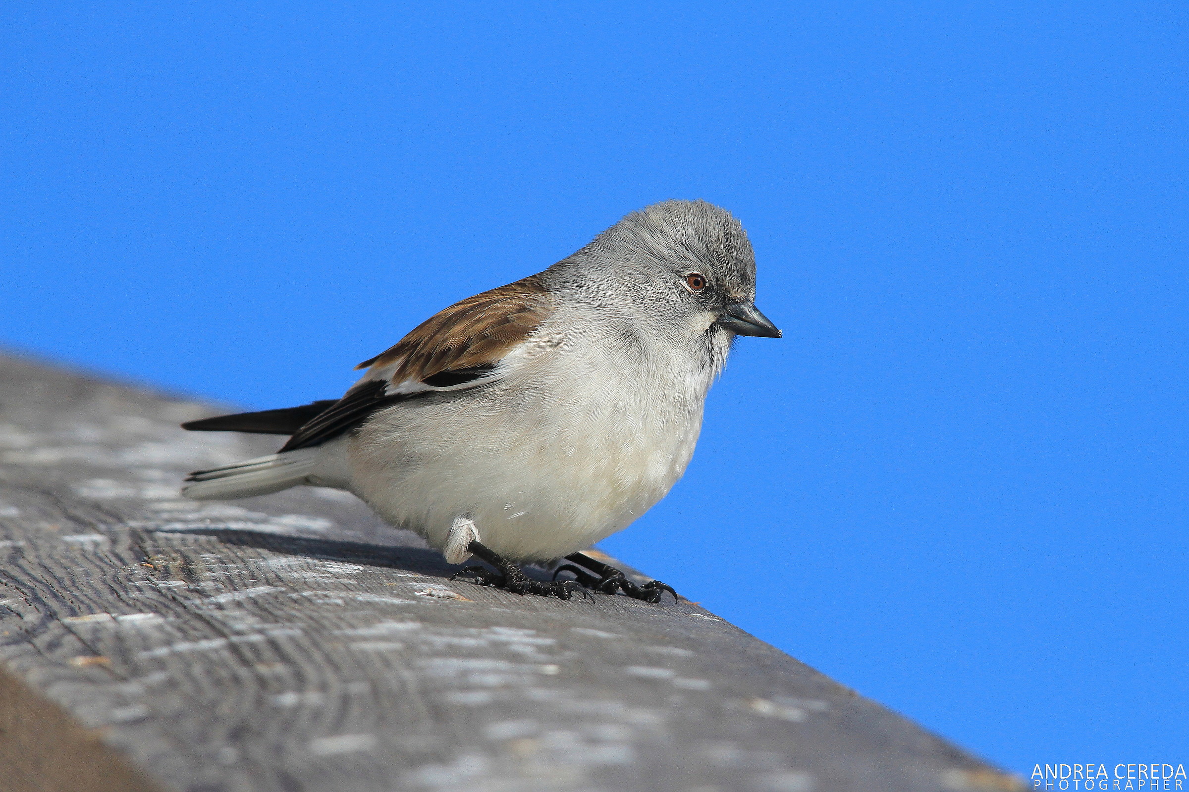 Montifringilla nivalis - Fringuello alpino