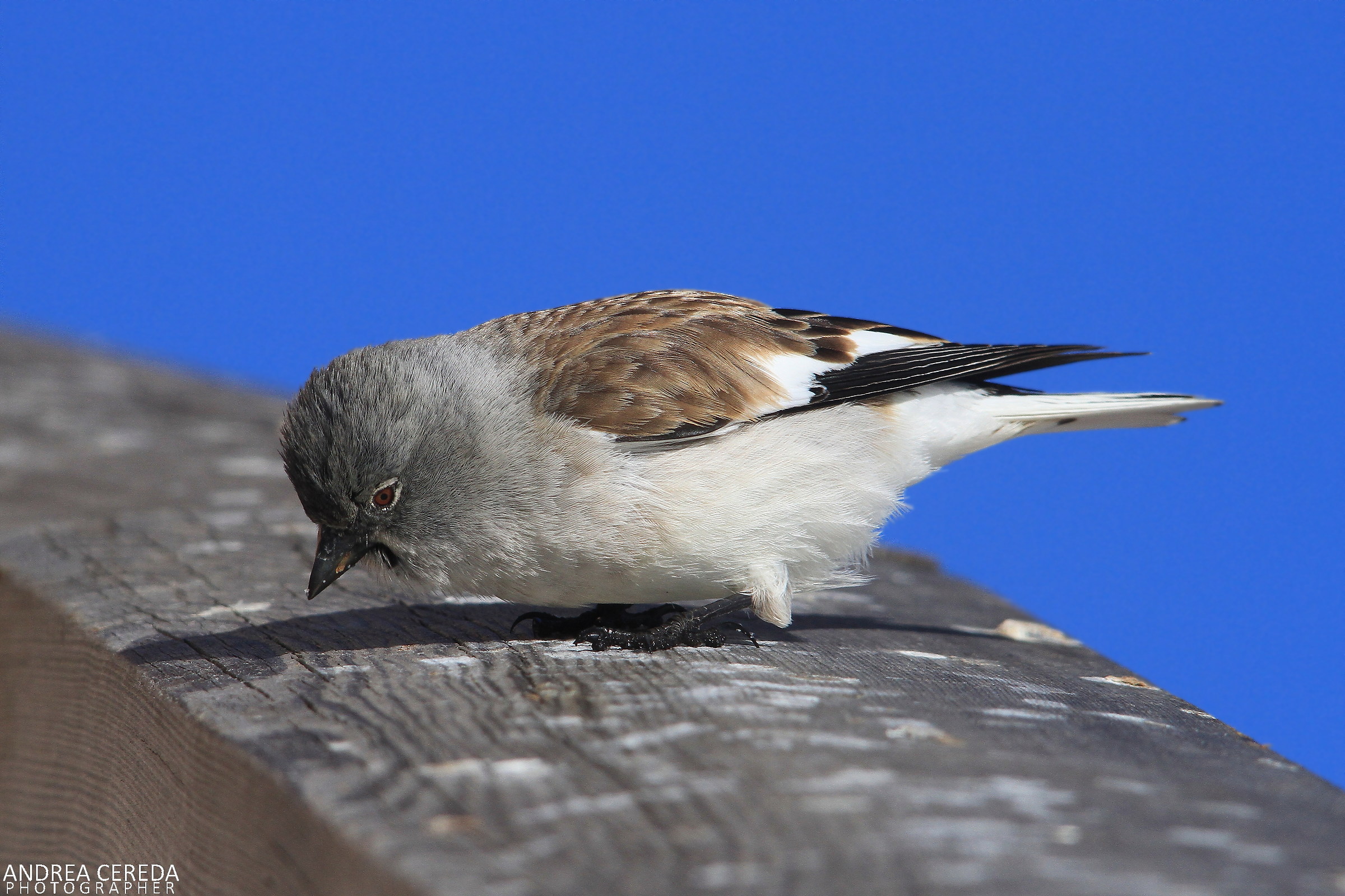 Montifringilla nivalis - Fringuello alpino