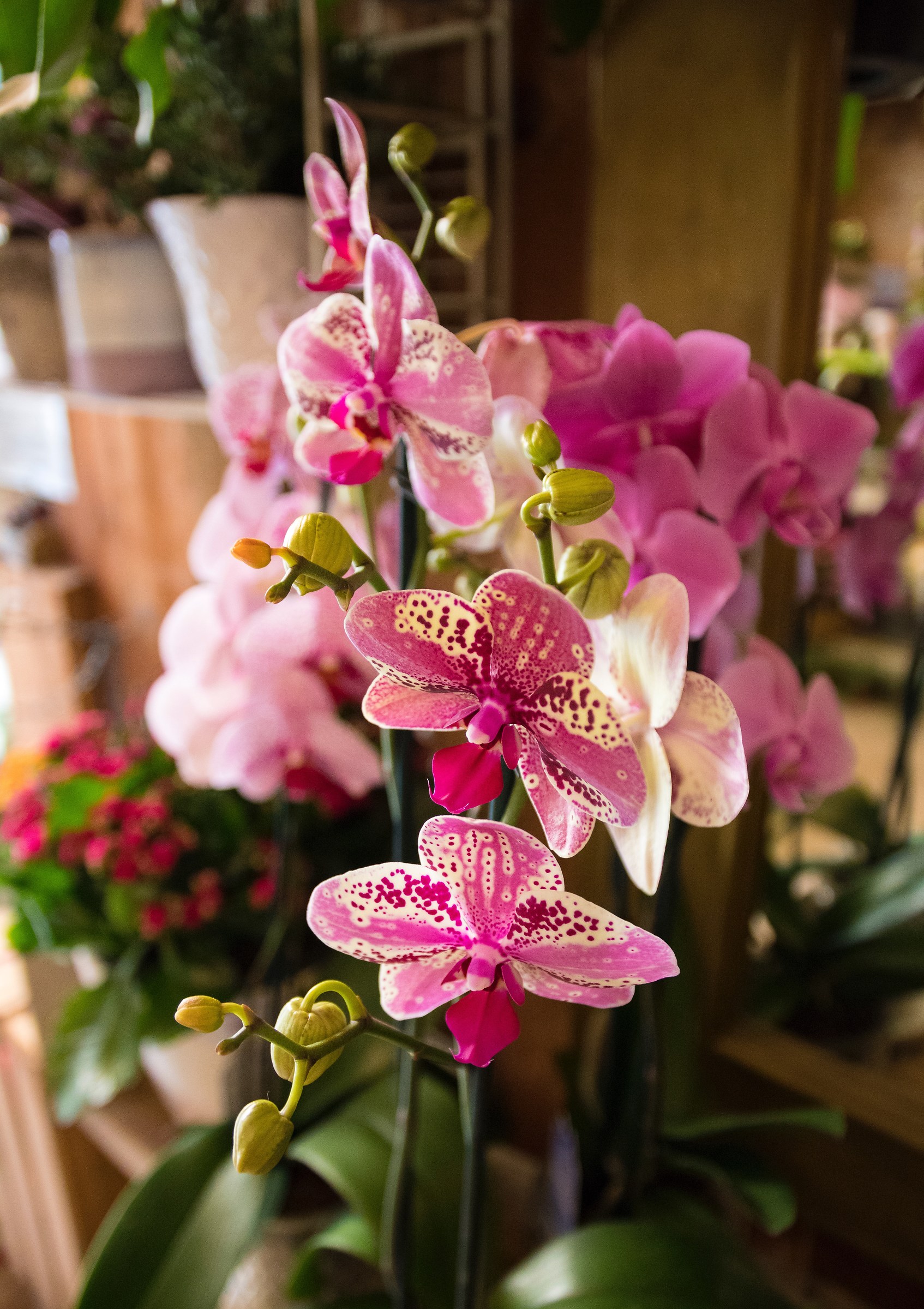 La bellezza e la semplicità di un'orchidea