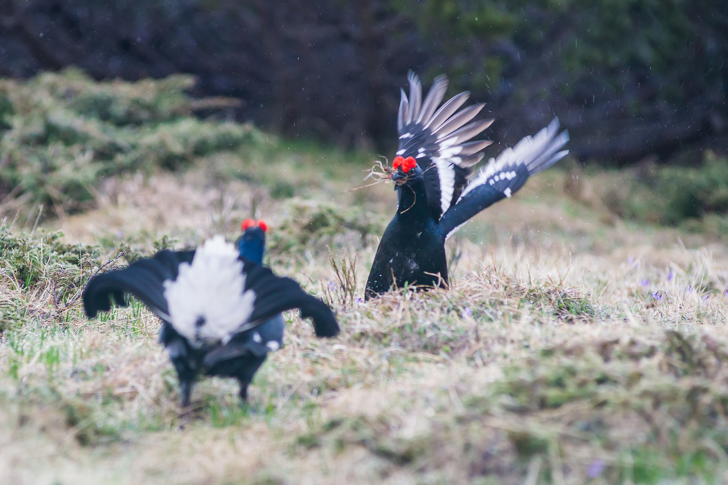 Guerriglie fra galli