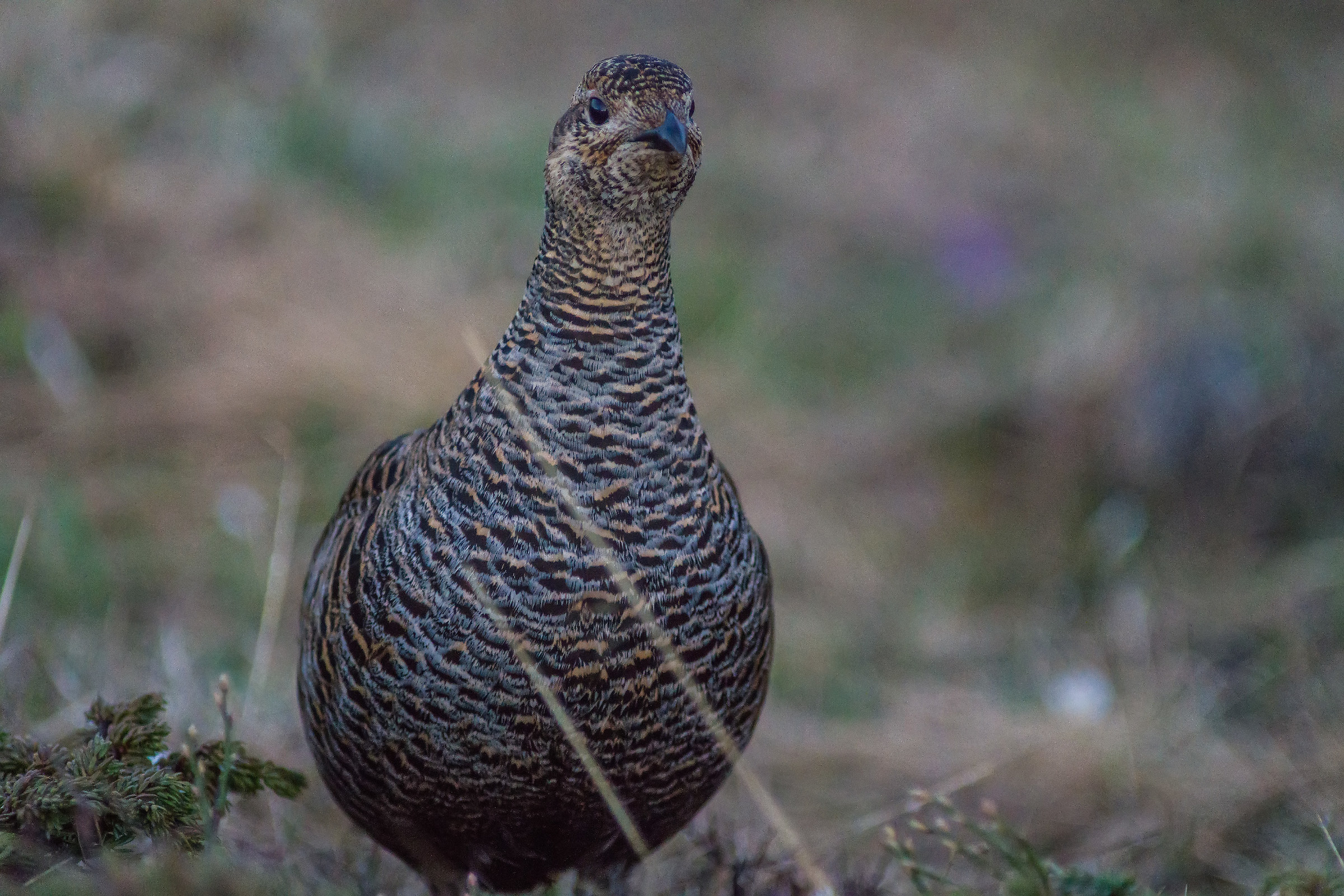 Femmina di gallo forcello
