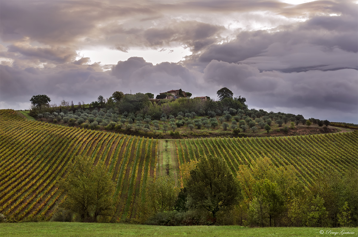 Umbrian olive groves and vineyards