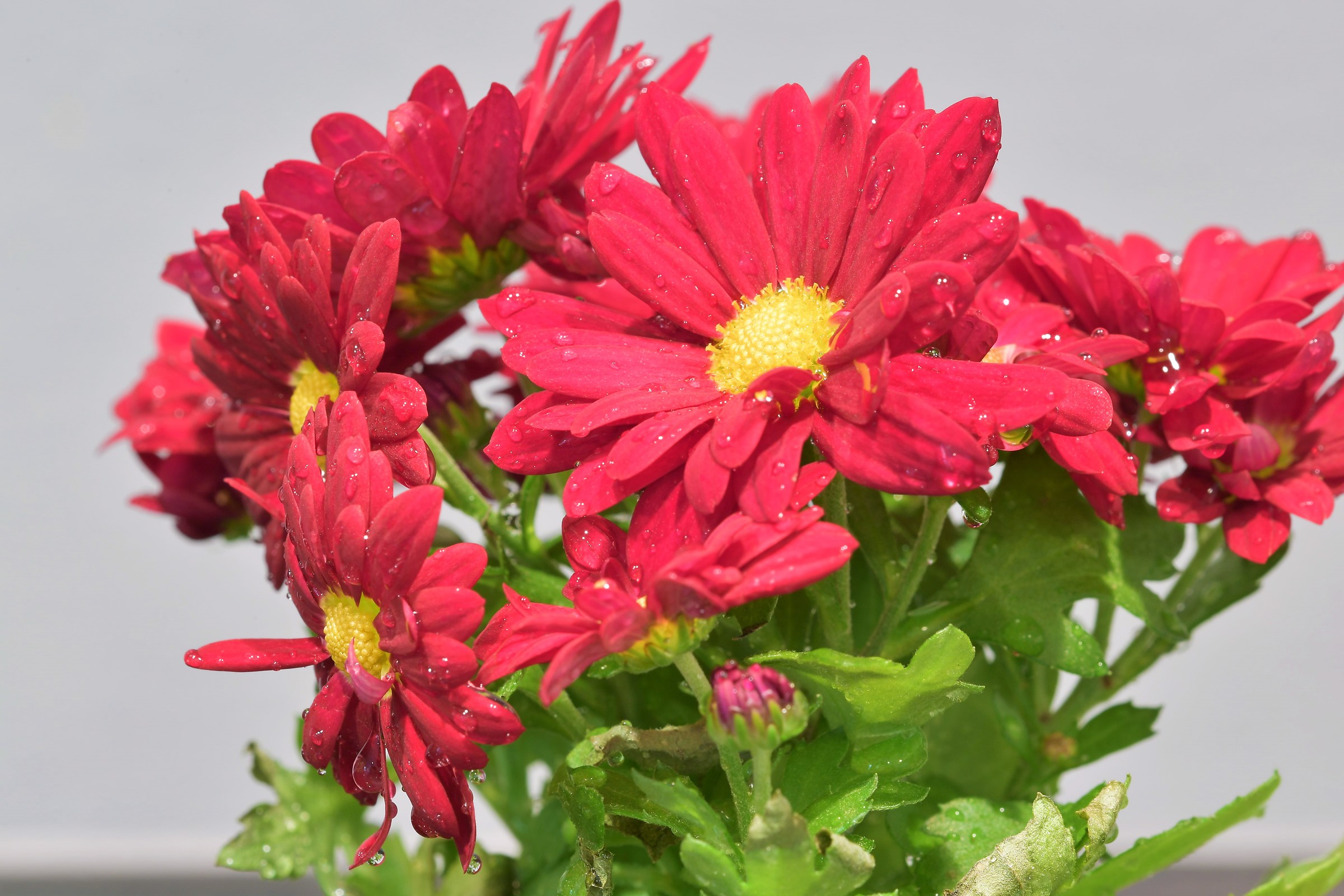 The small flowers of the little Morgana