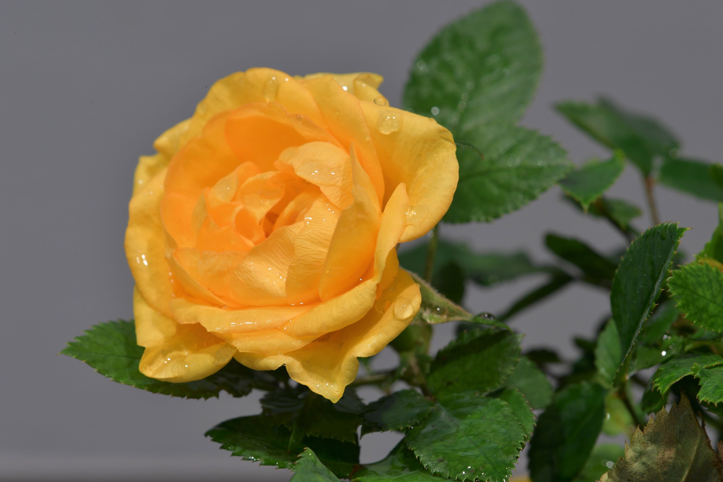 The small flowers of the little Morgana