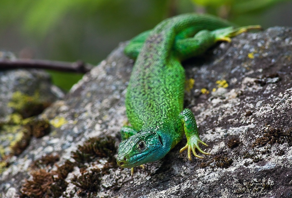 Green lizard