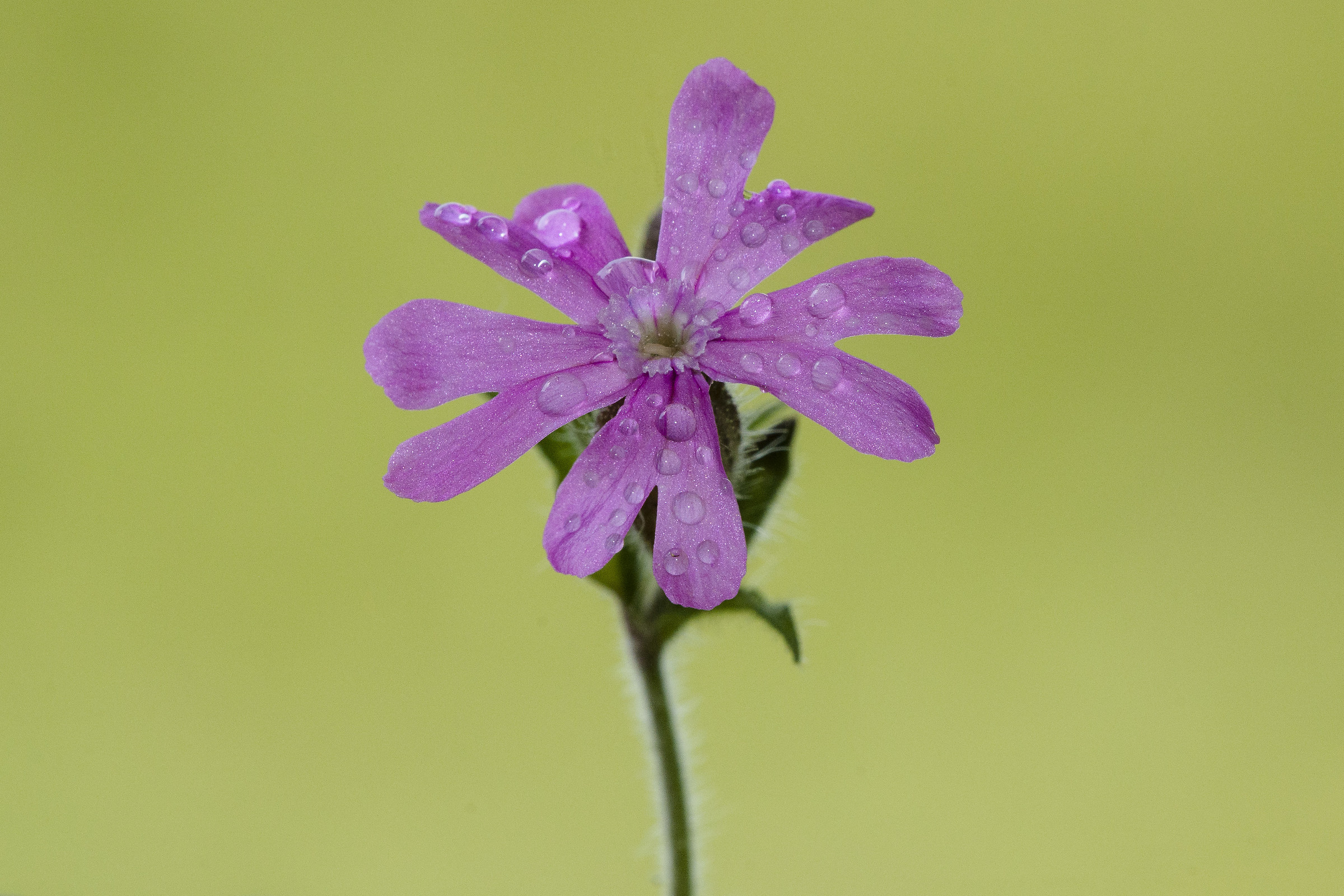Silene dioica