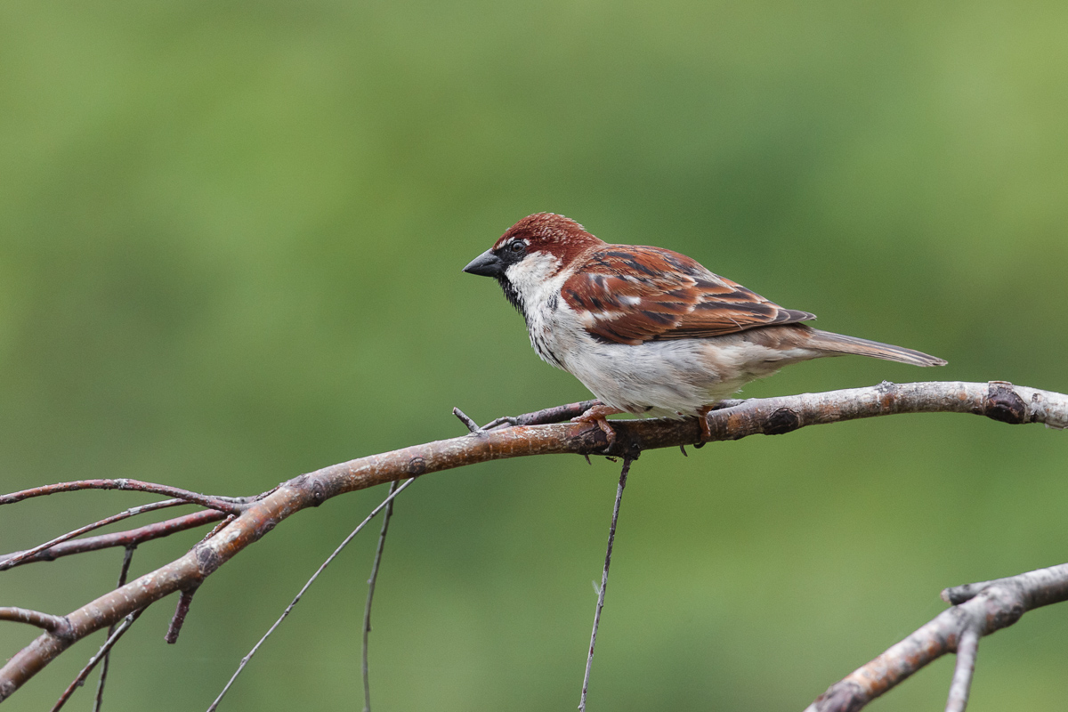 Male of Sparrow of Italy (Passer italye)...