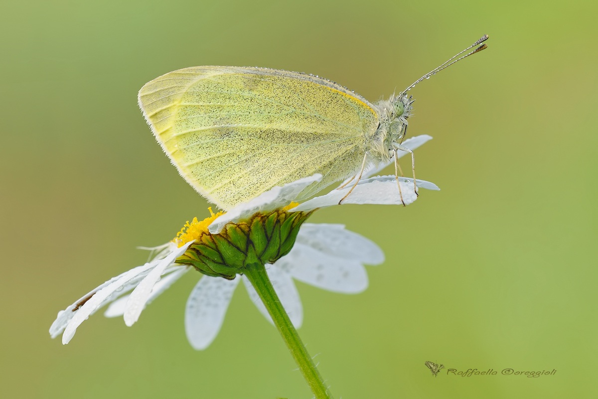 Pieris brassicae