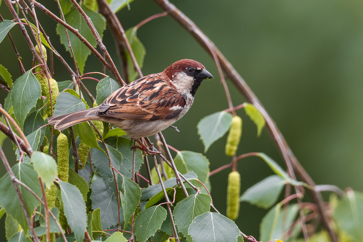 Male of Sparrow of Italy (Passer italye)...