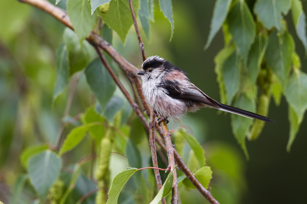 Long (Aegithalus caudatus)...