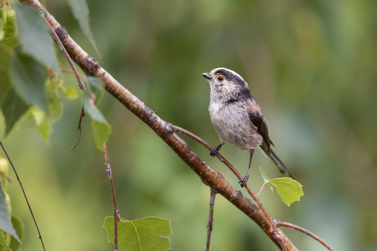 Long (Aegithalos caudatus)...