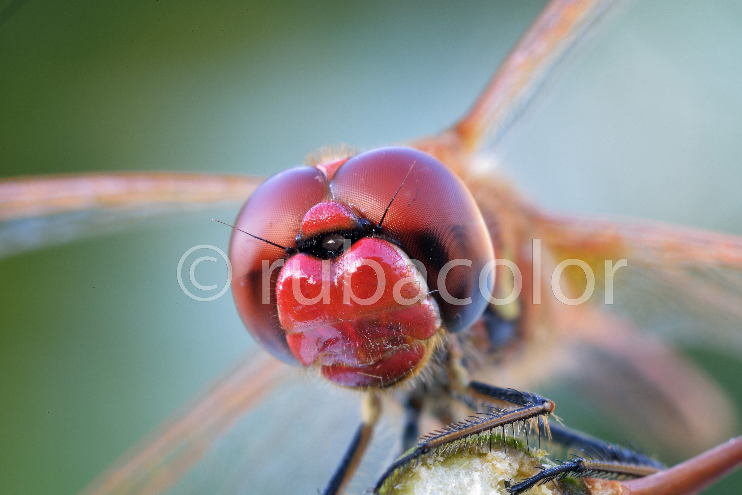 Di fronte al sympetrum