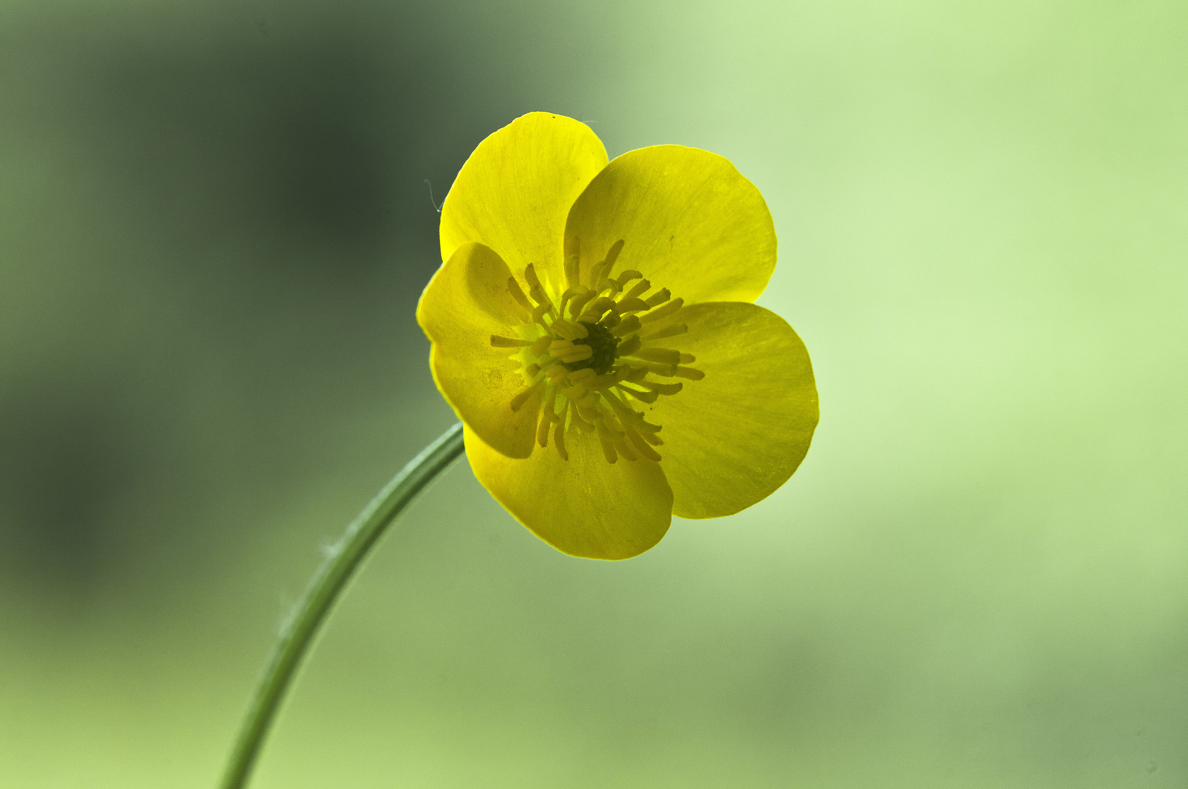Ranunculus acris