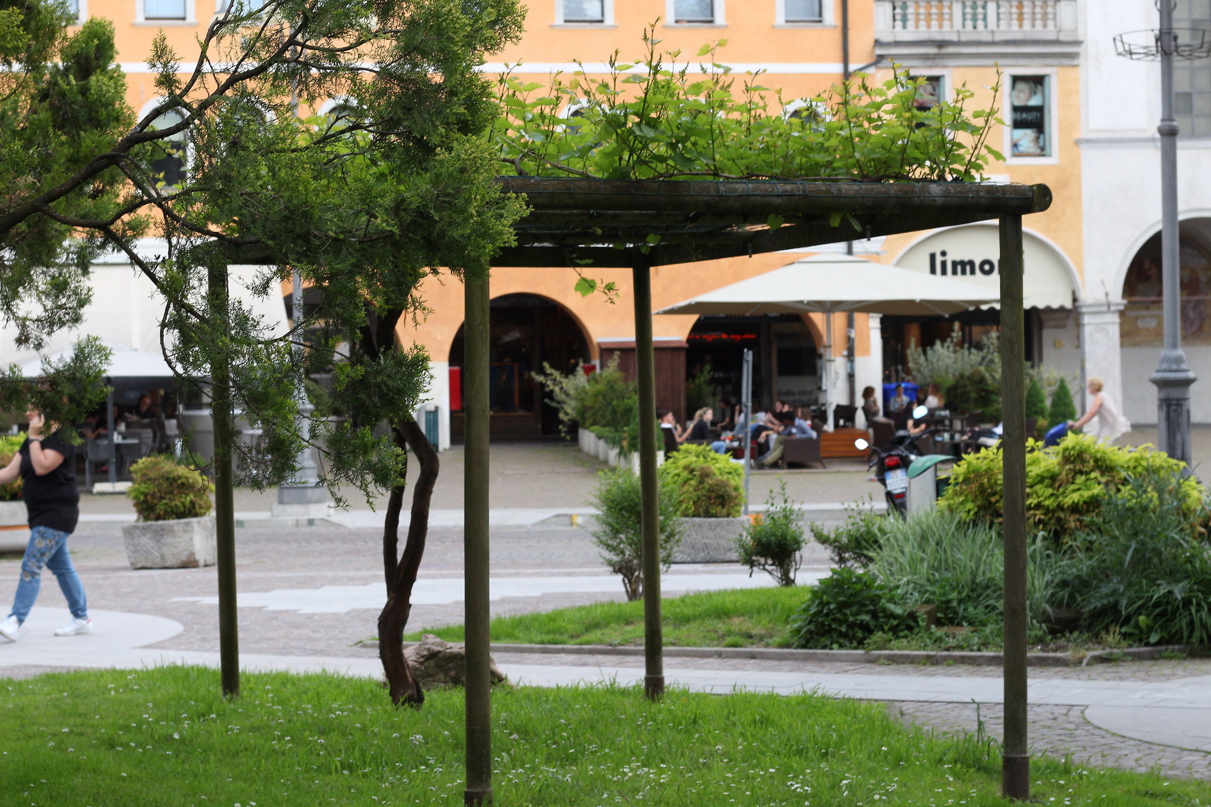Rampicante in Piazza dei Martiri a Belluno